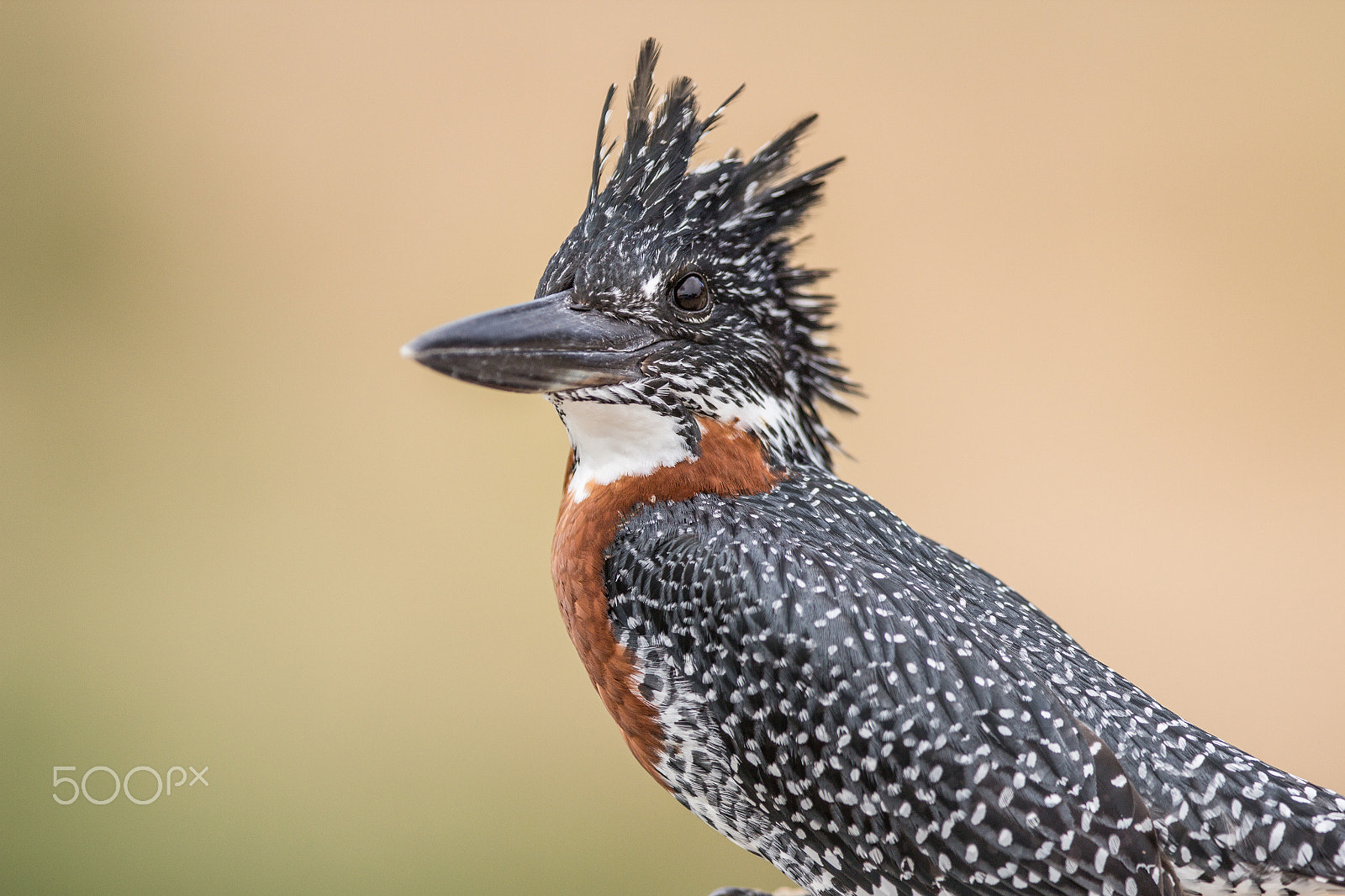 Canon EOS 60D + Canon EF 300mm F2.8L IS USM sample photo. Kingfisher photography