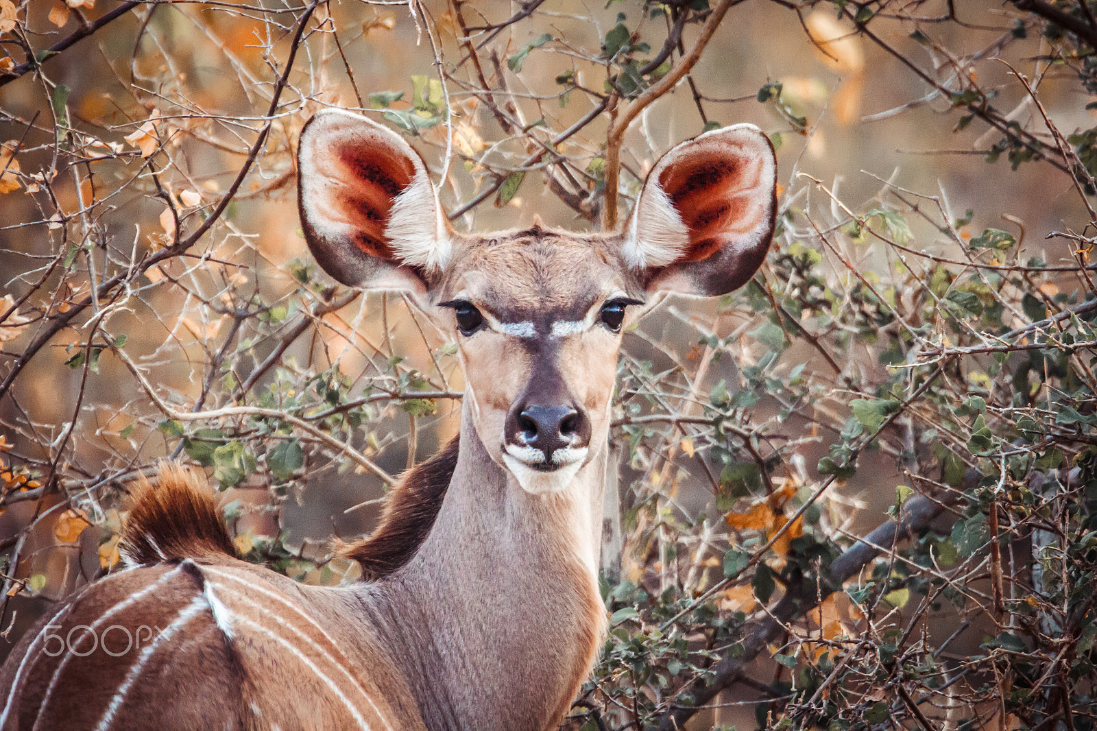 Canon EF 300mm F2.8L IS USM sample photo. Kruger photography