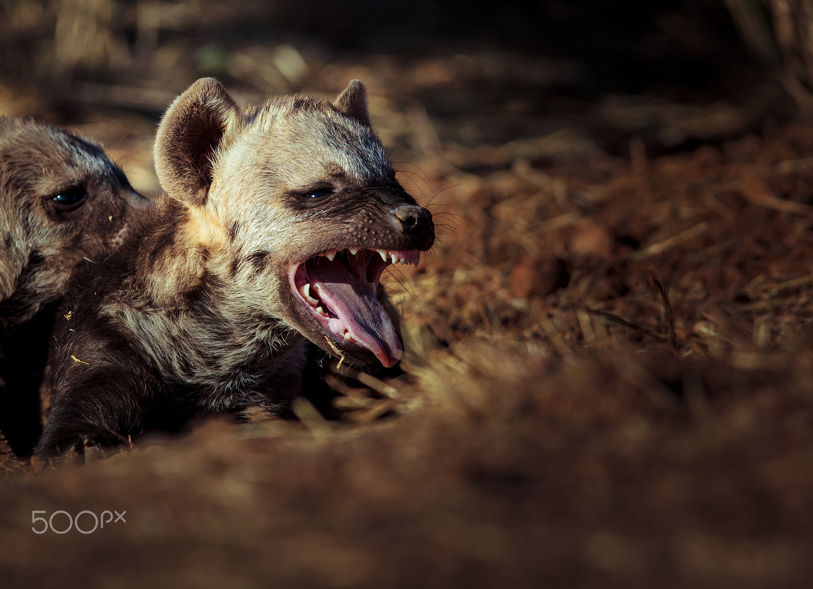 Canon EOS 60D + Canon EF 300mm F2.8L IS USM sample photo. Hyena cubs photography