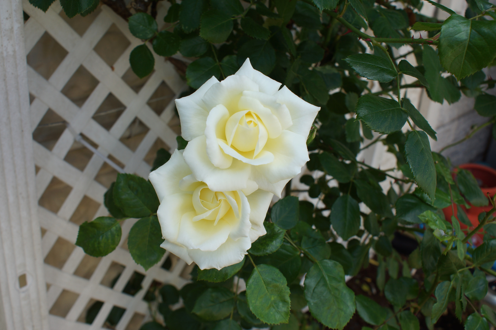 Sony DT 18-70mm F3.5-5.6 sample photo. Dsc00089.jpg photography