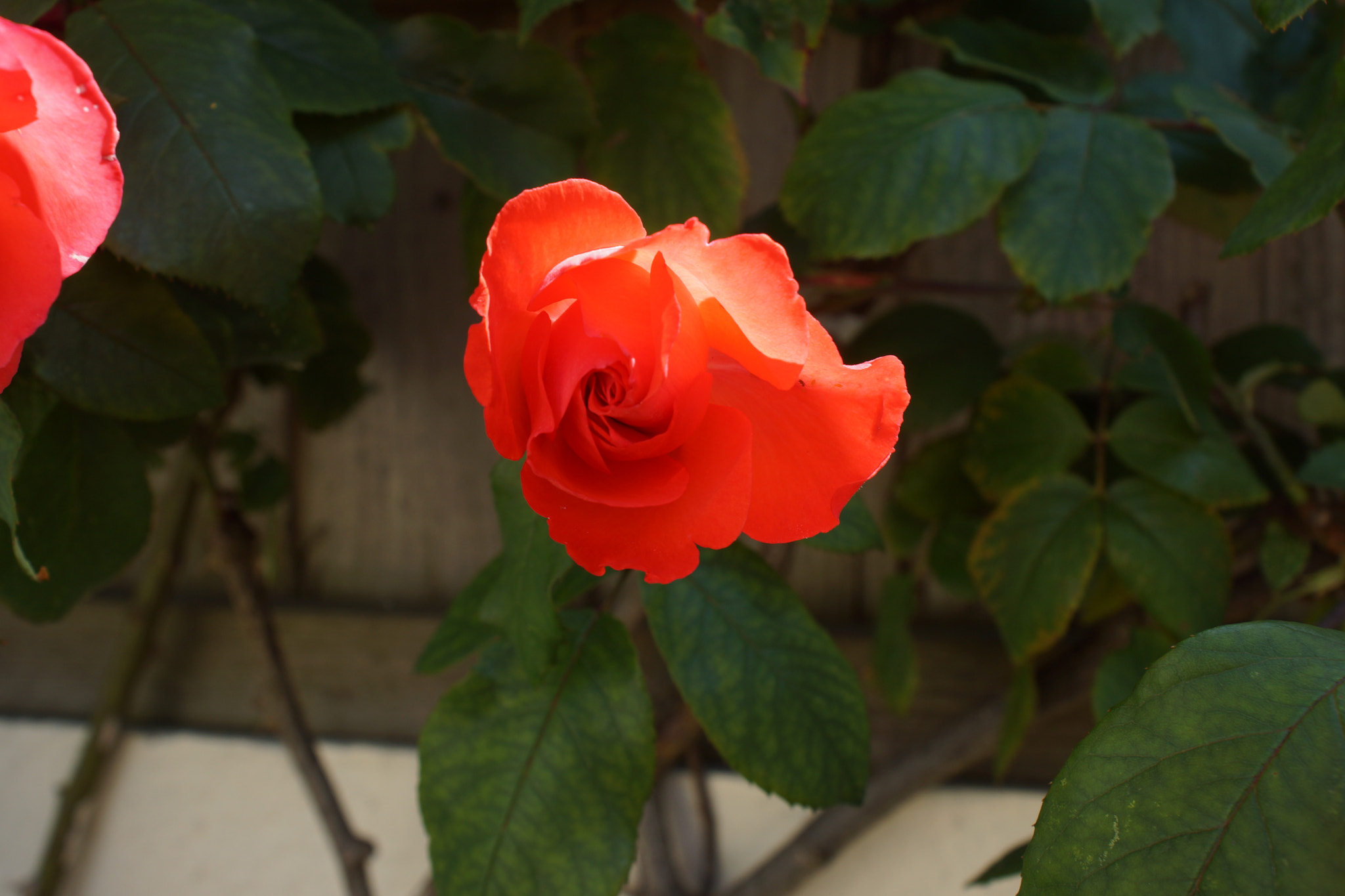 Sony DT 18-70mm F3.5-5.6 sample photo. Dsc00158.jpg photography