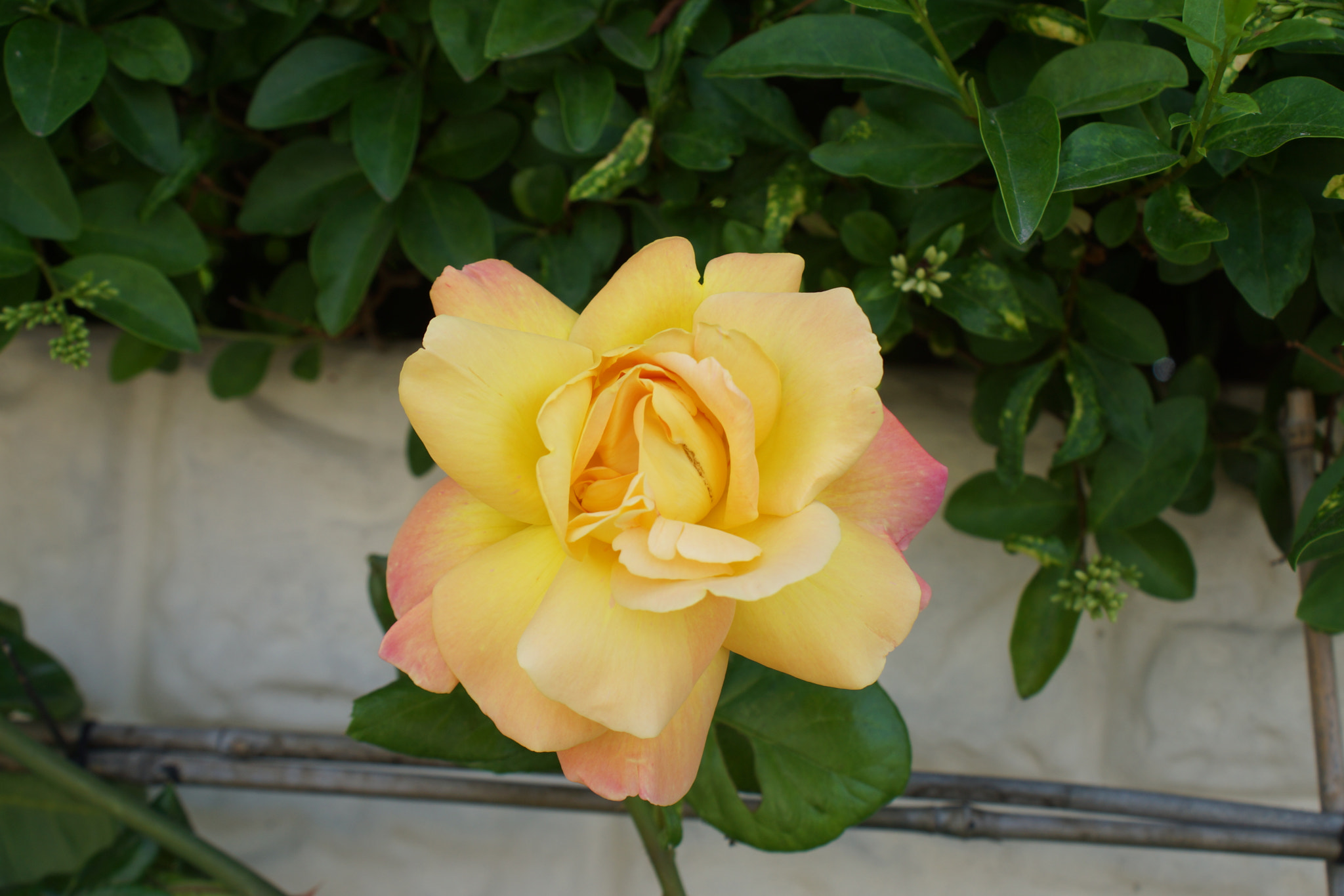 Sony DT 18-70mm F3.5-5.6 sample photo. Dsc00162.jpg photography