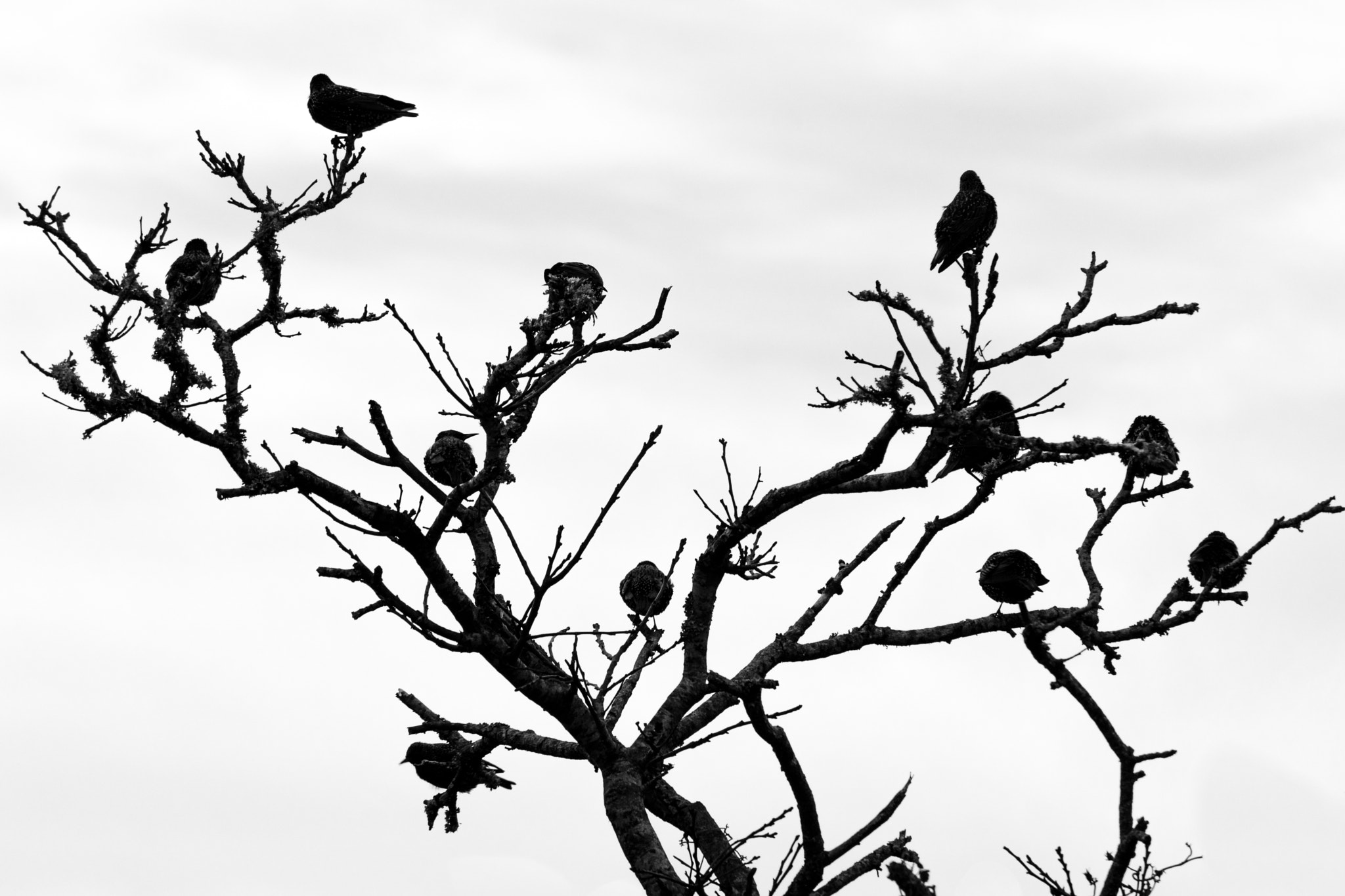 Sony DT 55-200mm F4-5.6 SAM sample photo. Birdies photography