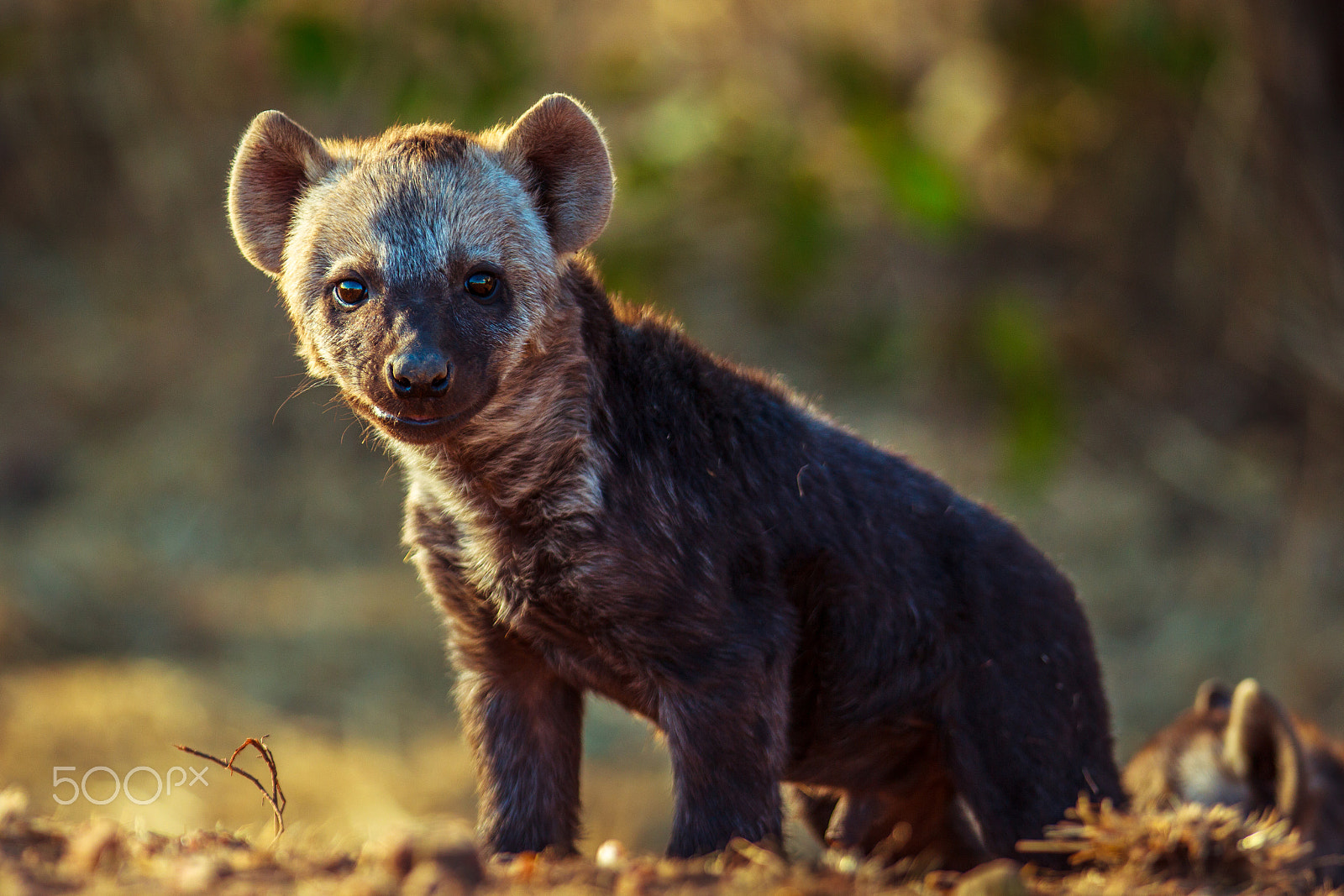 Canon EOS 60D + Canon EF 300mm F2.8L IS USM sample photo. Cub photography