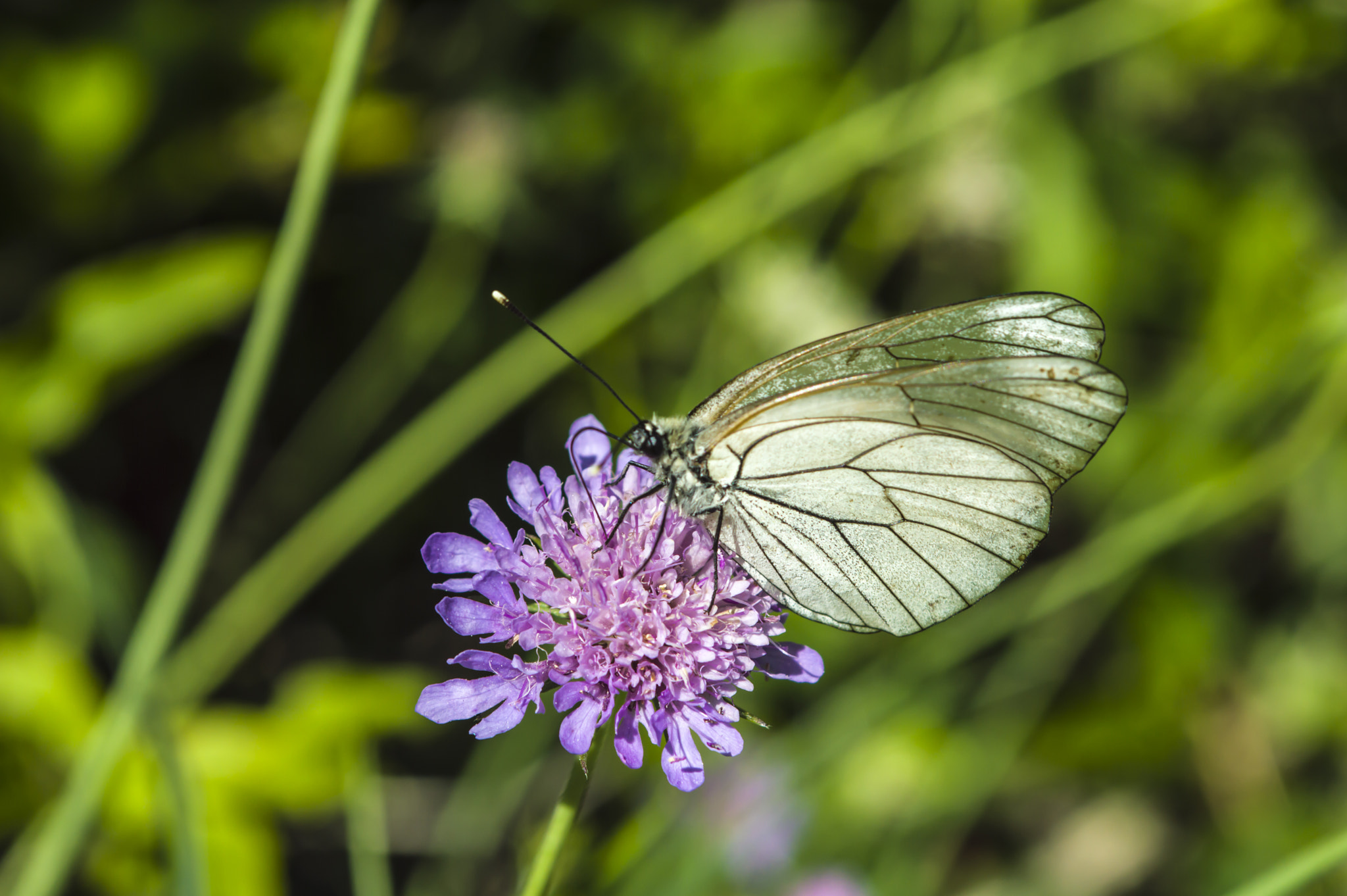 Nikon AF-S Nikkor 28-70mm F2.8 ED-IF sample photo. Butterfly fantastic photography