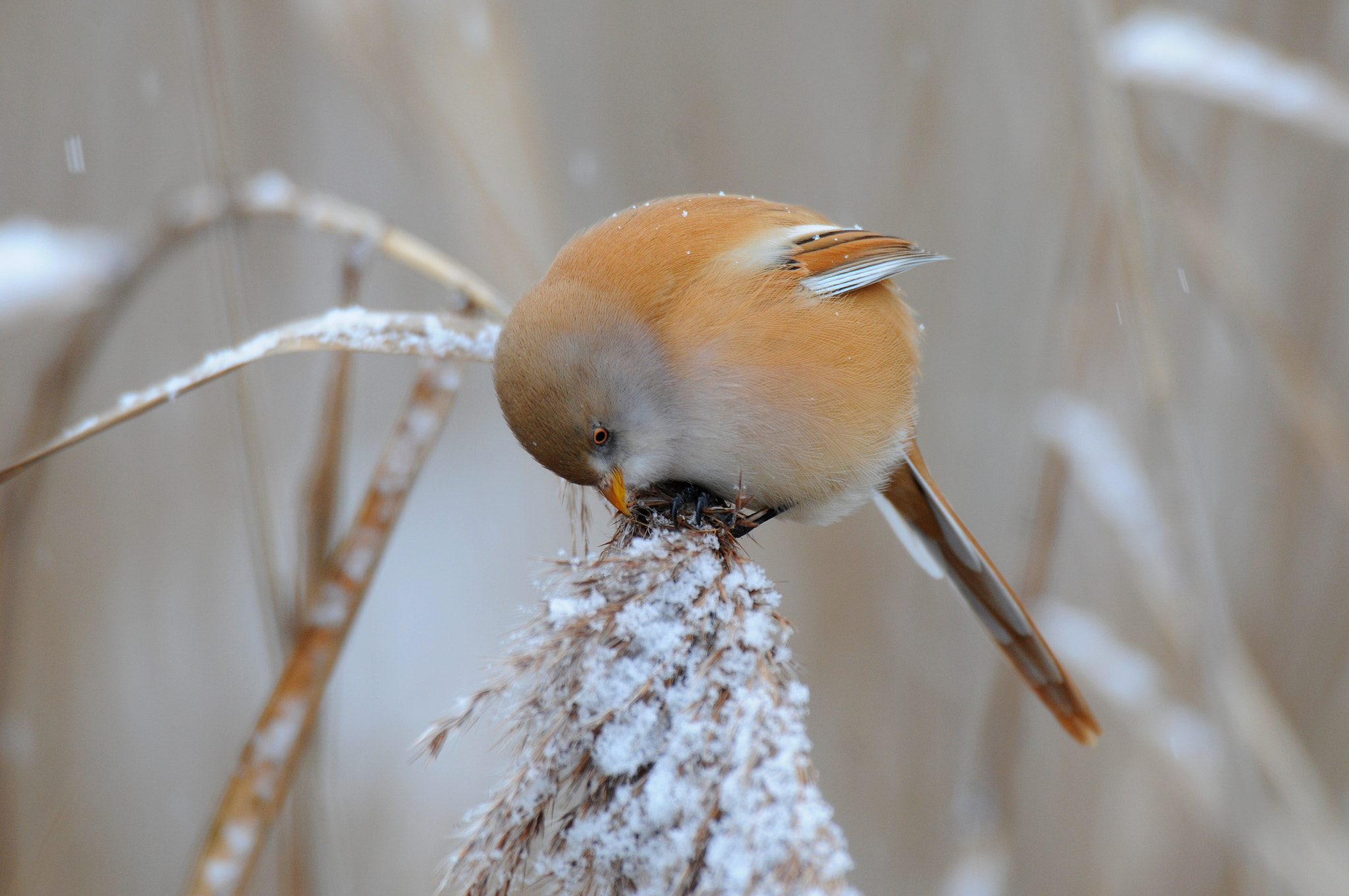 Nikon D300 + AF-S Nikkor 600mm f/4D IF-ED sample photo. Bearded tit female photography