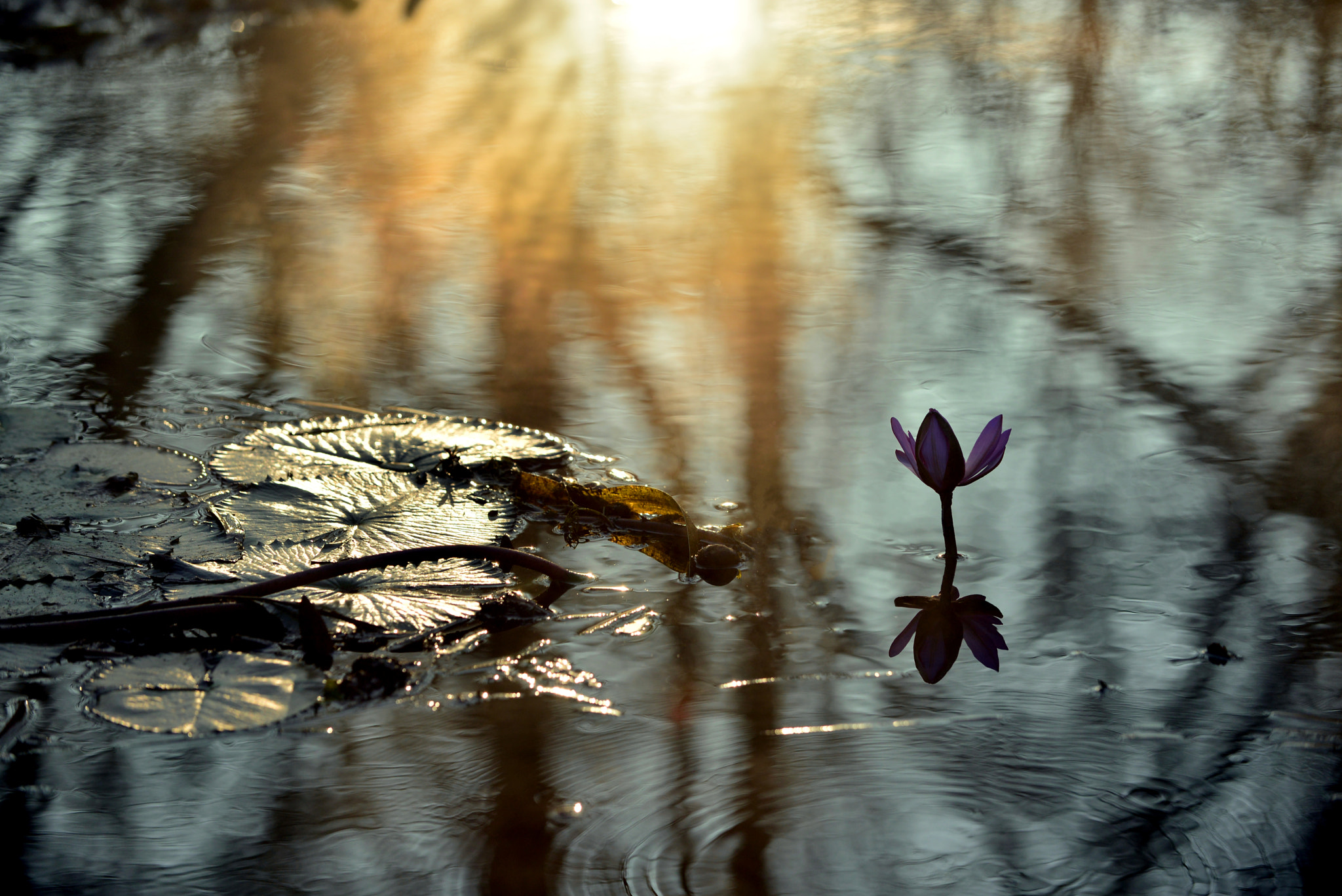 AF Nikkor 20mm f/2.8 sample photo. Morning beauty photography