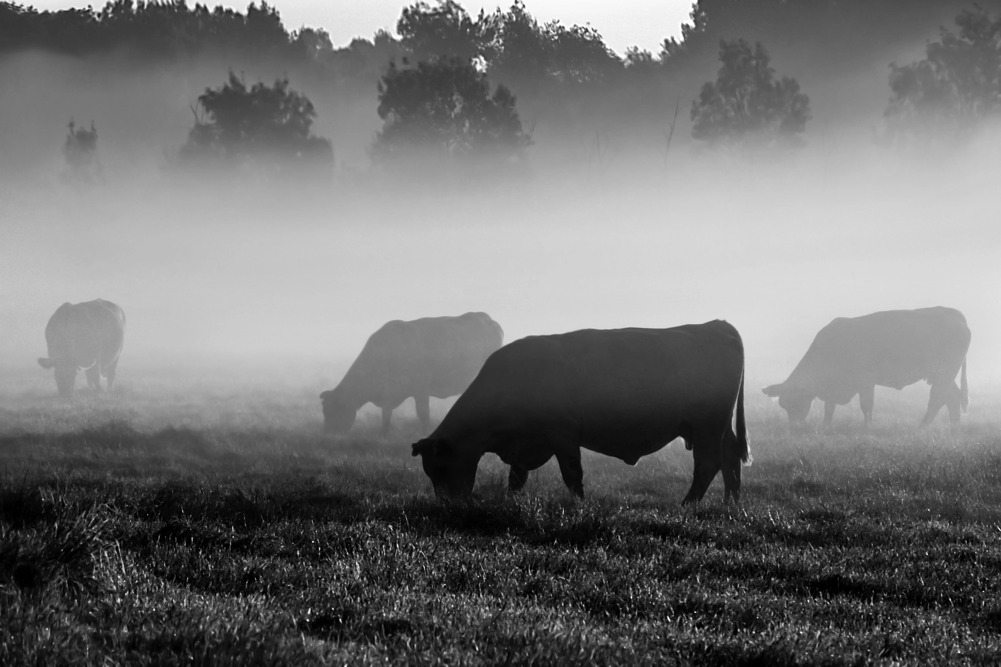 Sigma 70-300mm F4-5.6 APO DG Macro sample photo. Cows photography
