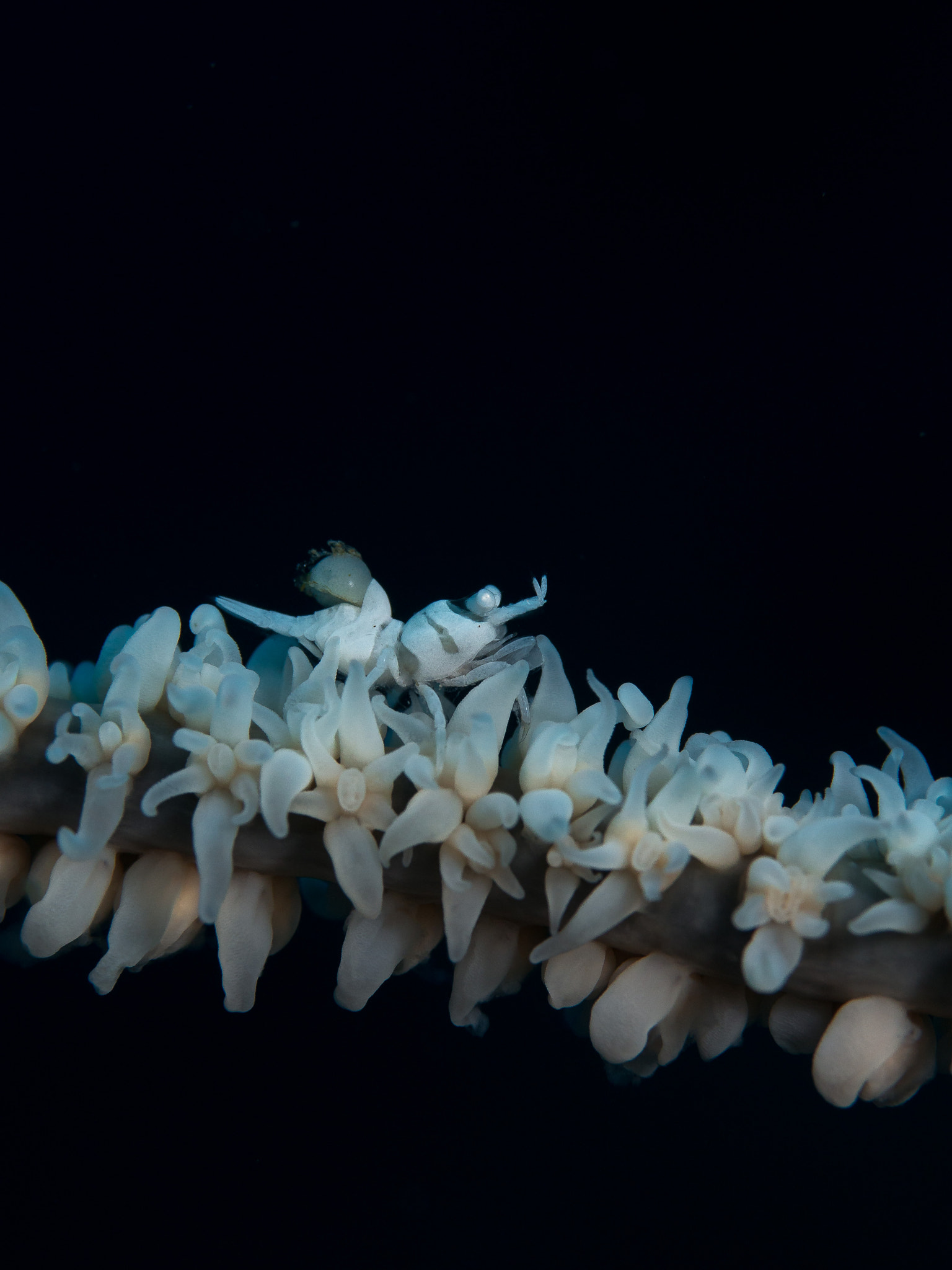 Olympus PEN E-PL5 sample photo. Shrimp on whip coral photography