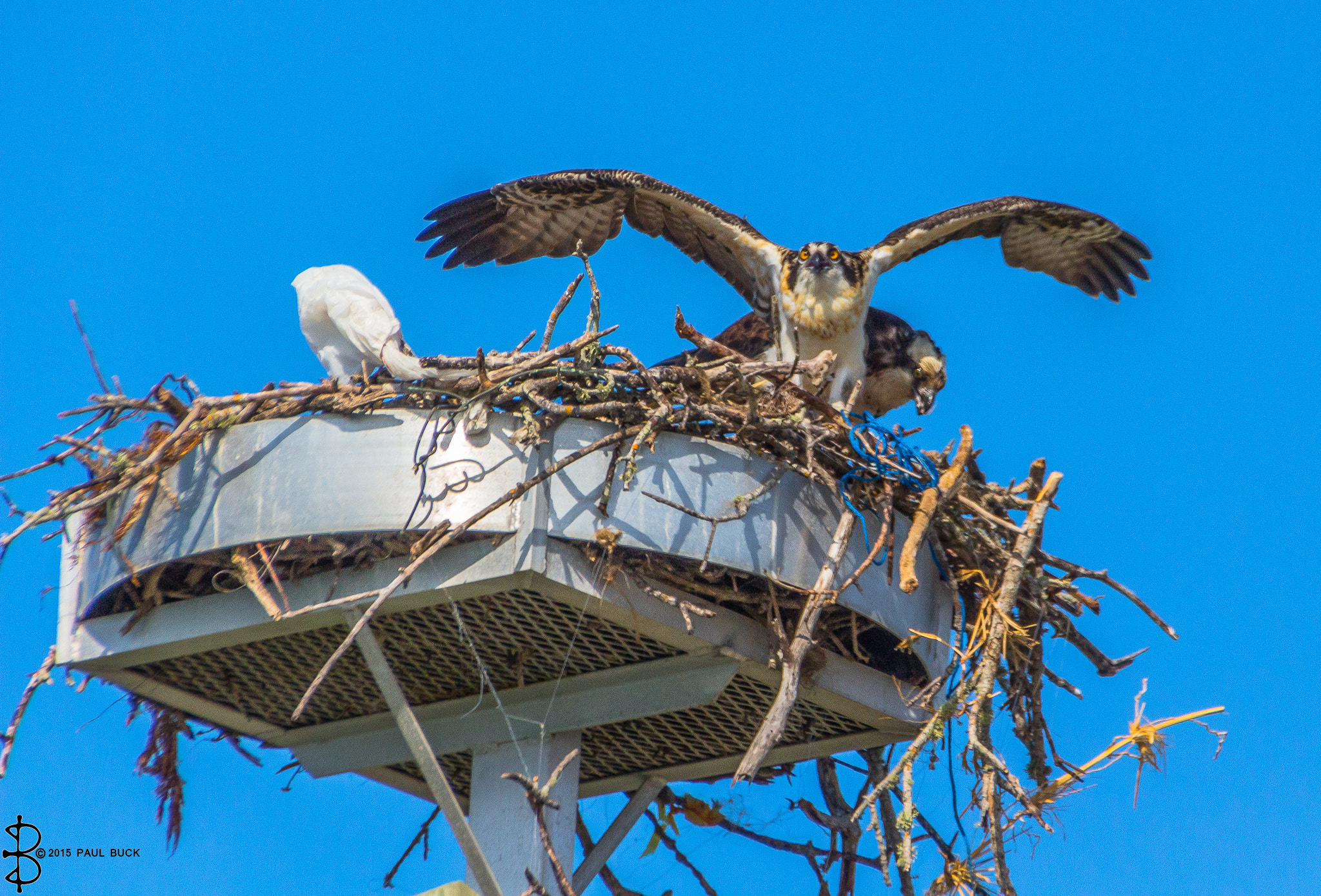 Canon EOS 650D (EOS Rebel T4i / EOS Kiss X6i) sample photo. Osprey prepares for next food raid photography