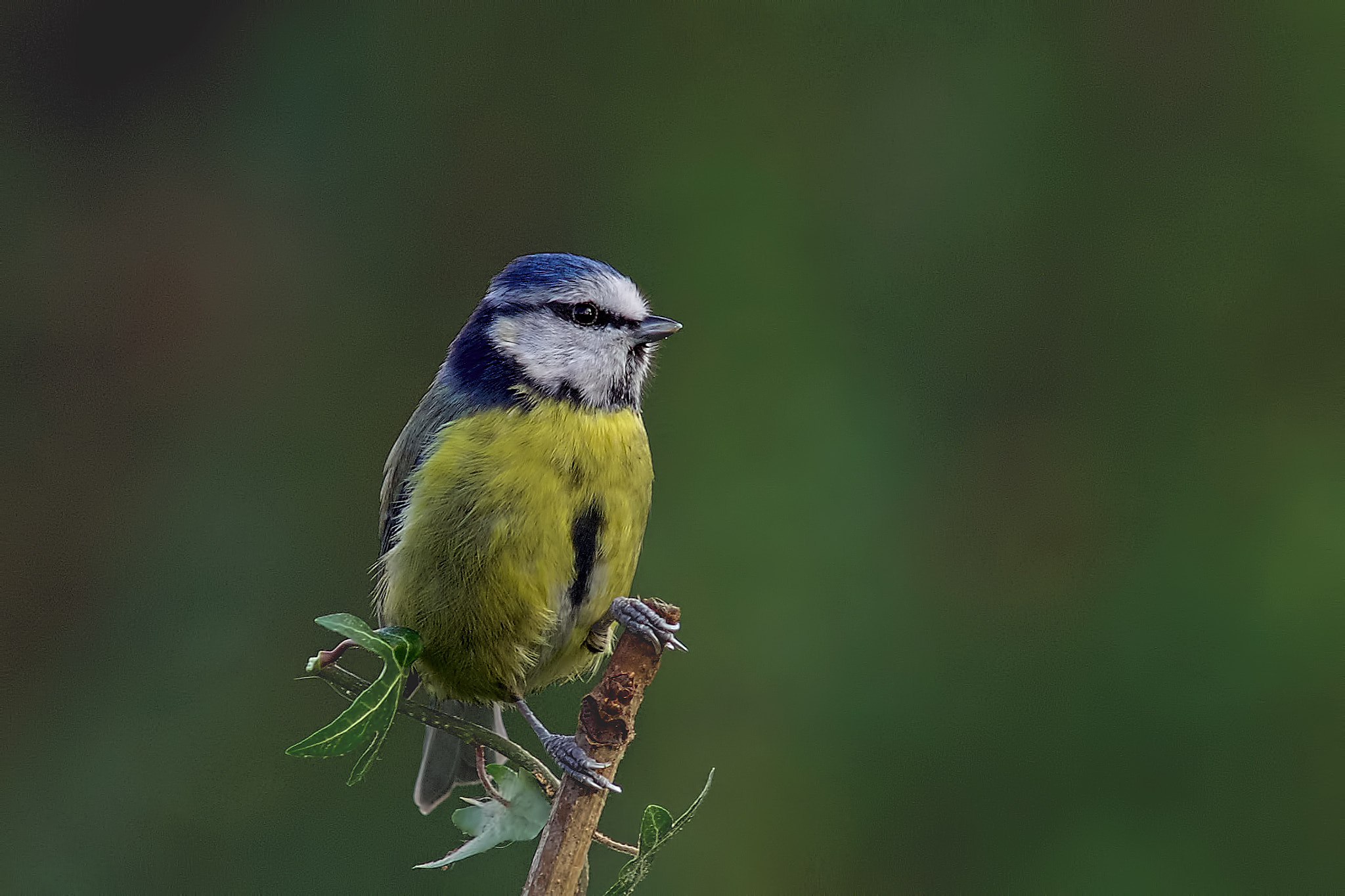 Sony a99 II + Minolta AF 300mm F2.8 HS-APO G sample photo. Blue tit photography