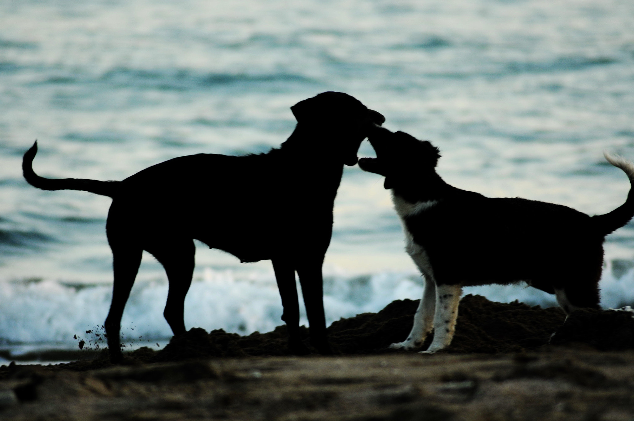 Nikon D300S + AF Zoom-Nikkor 70-300mm f/4-5.6D ED sample photo. Dogs photography