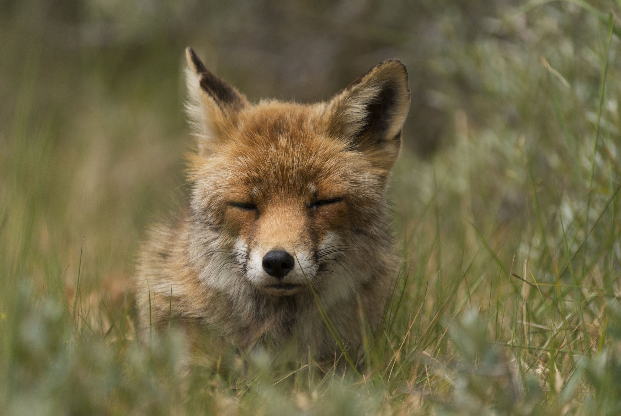 Sony 70-300mm F4.5-5.6 G SSM sample photo. Fox photography