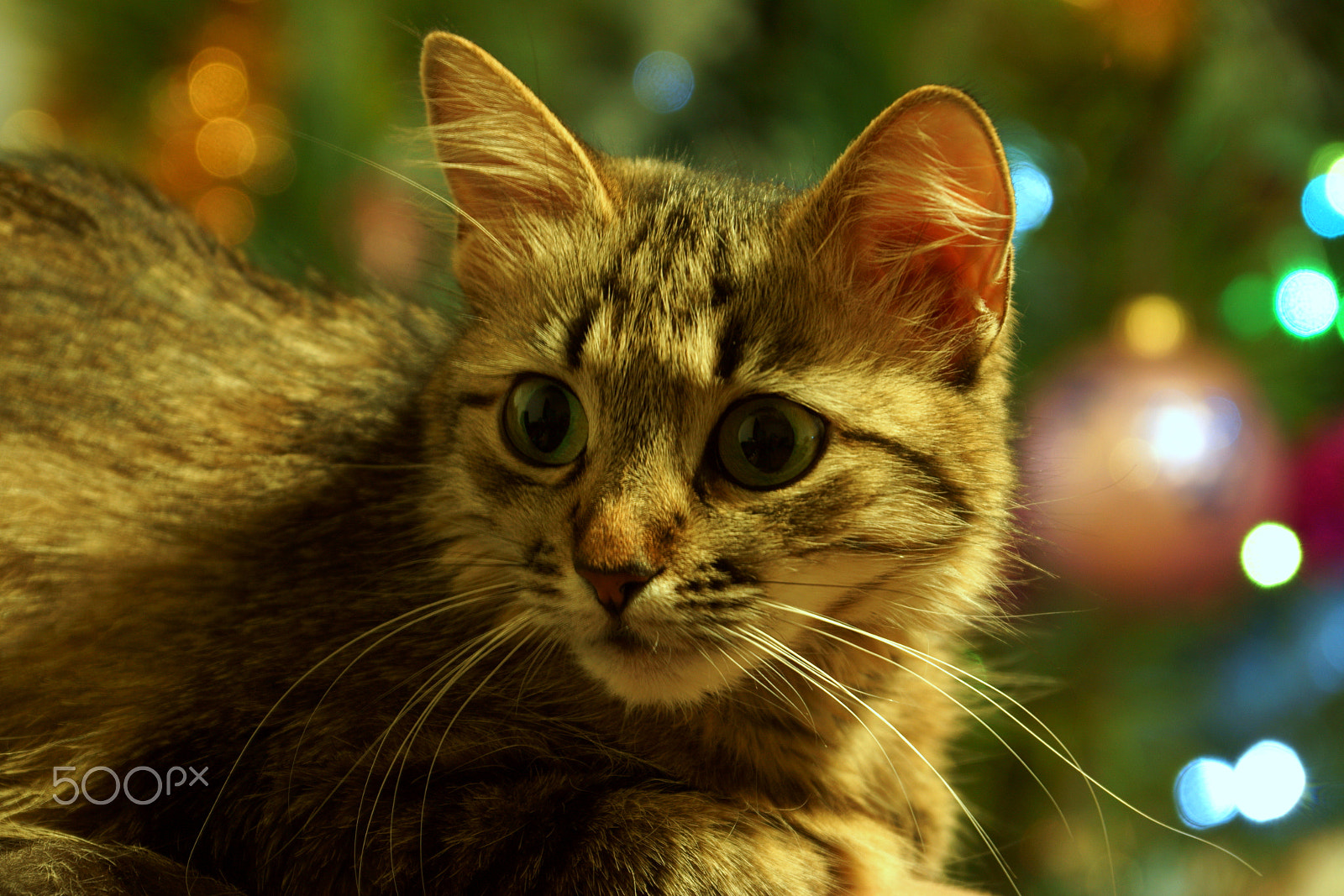 Sony SLT-A65 (SLT-A65V) sample photo. My muse photography
