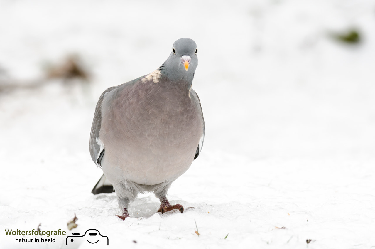 Nikon AF-S Nikkor 200-400mm F4G ED-IF VR sample photo. Are you looking at me! photography