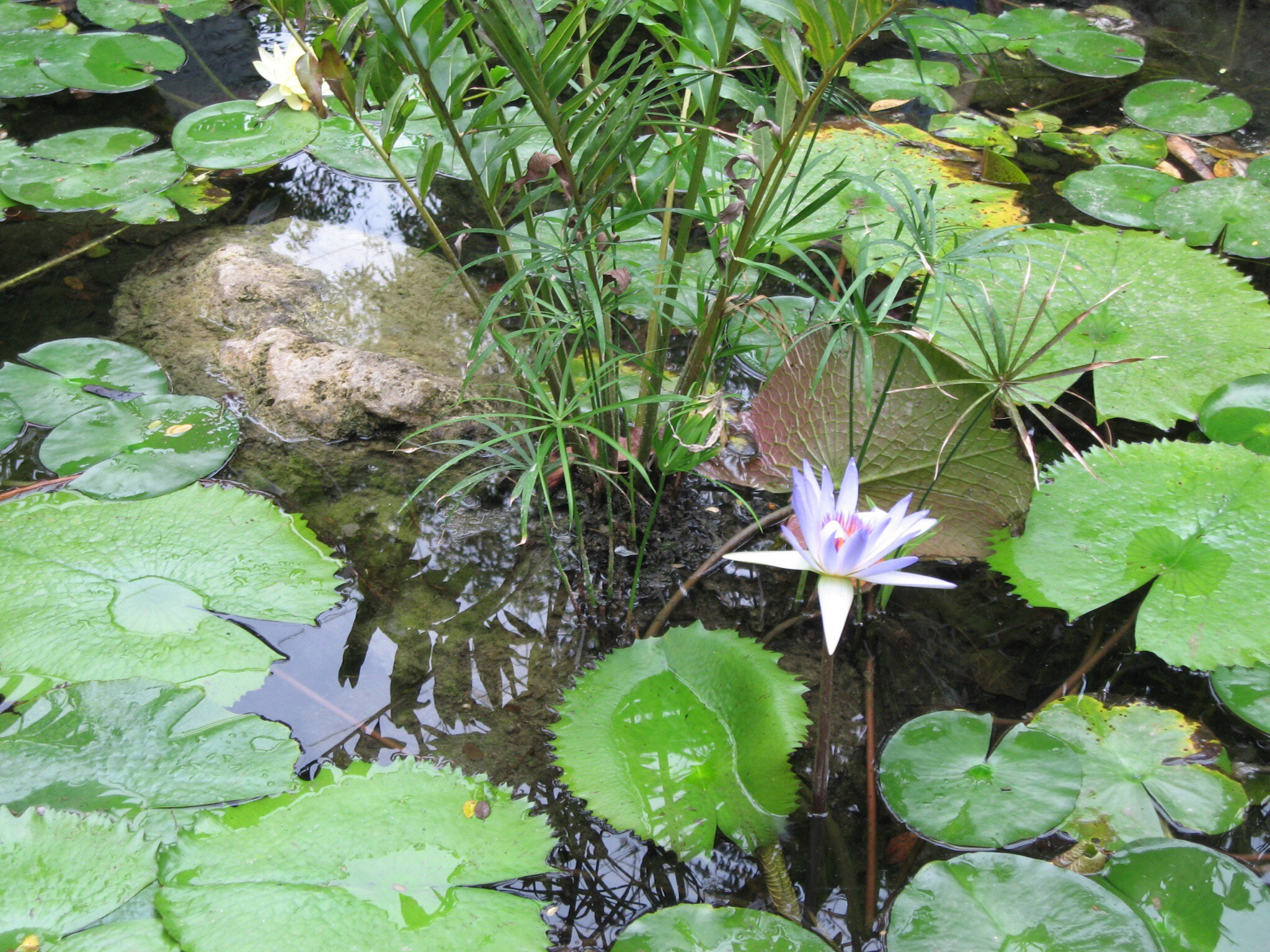 Canon POWERSHOT SD550 sample photo. Fish pond photography