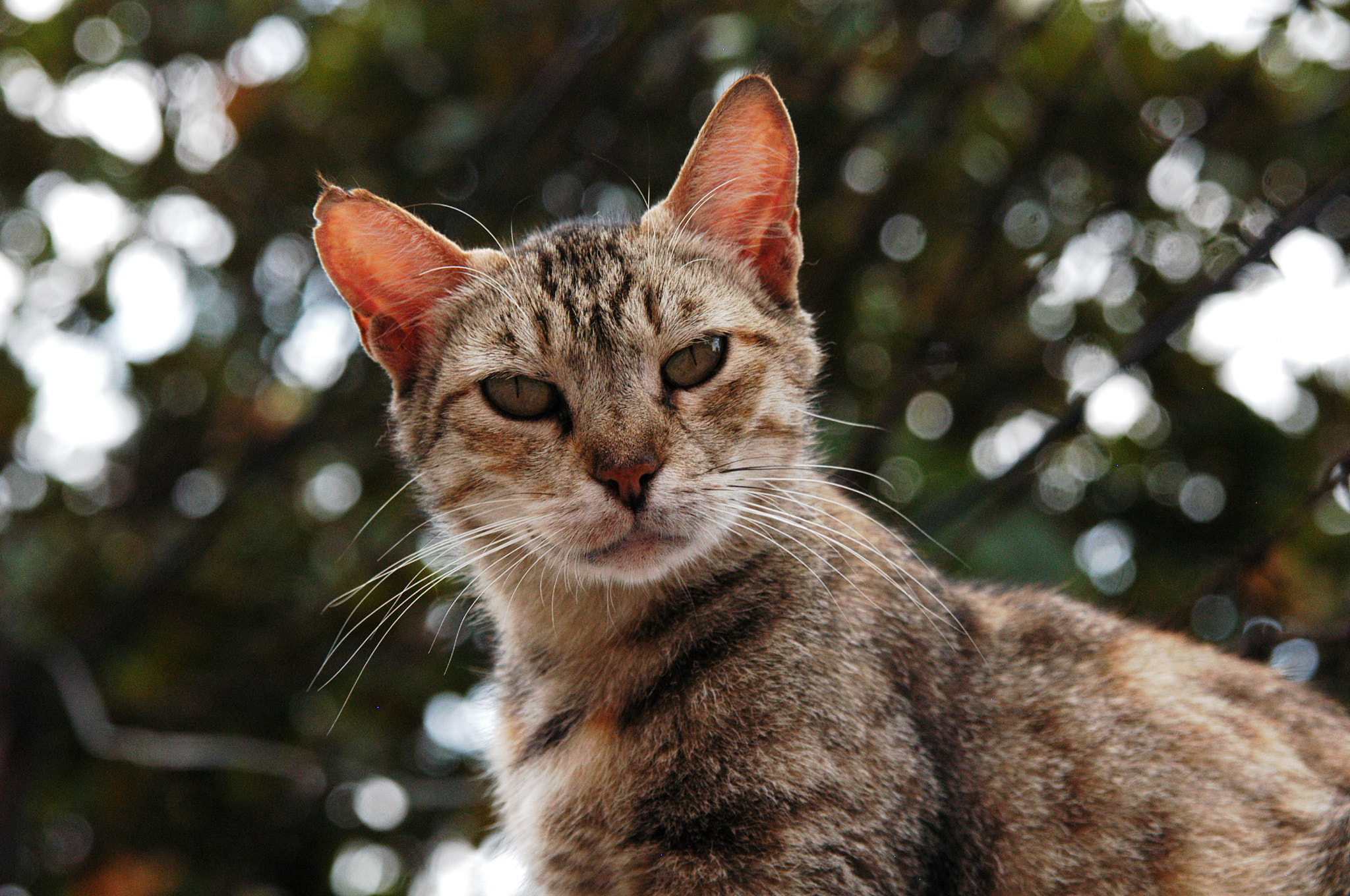 Nikon D100 sample photo. #animals photography