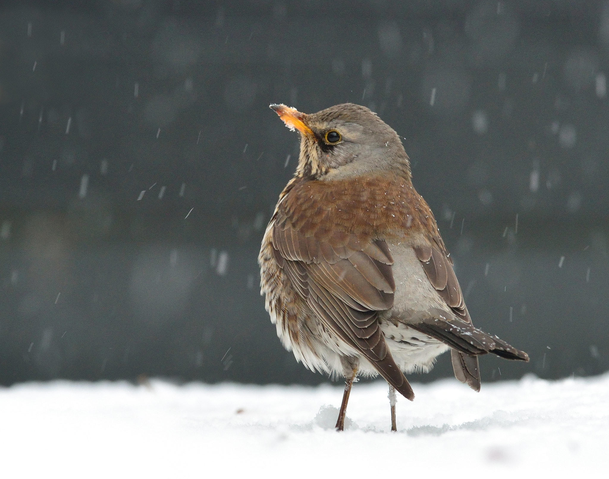 Nikon AF-S Nikkor 400mm F2.8D ED-IF II sample photo. Kramsvogel photography