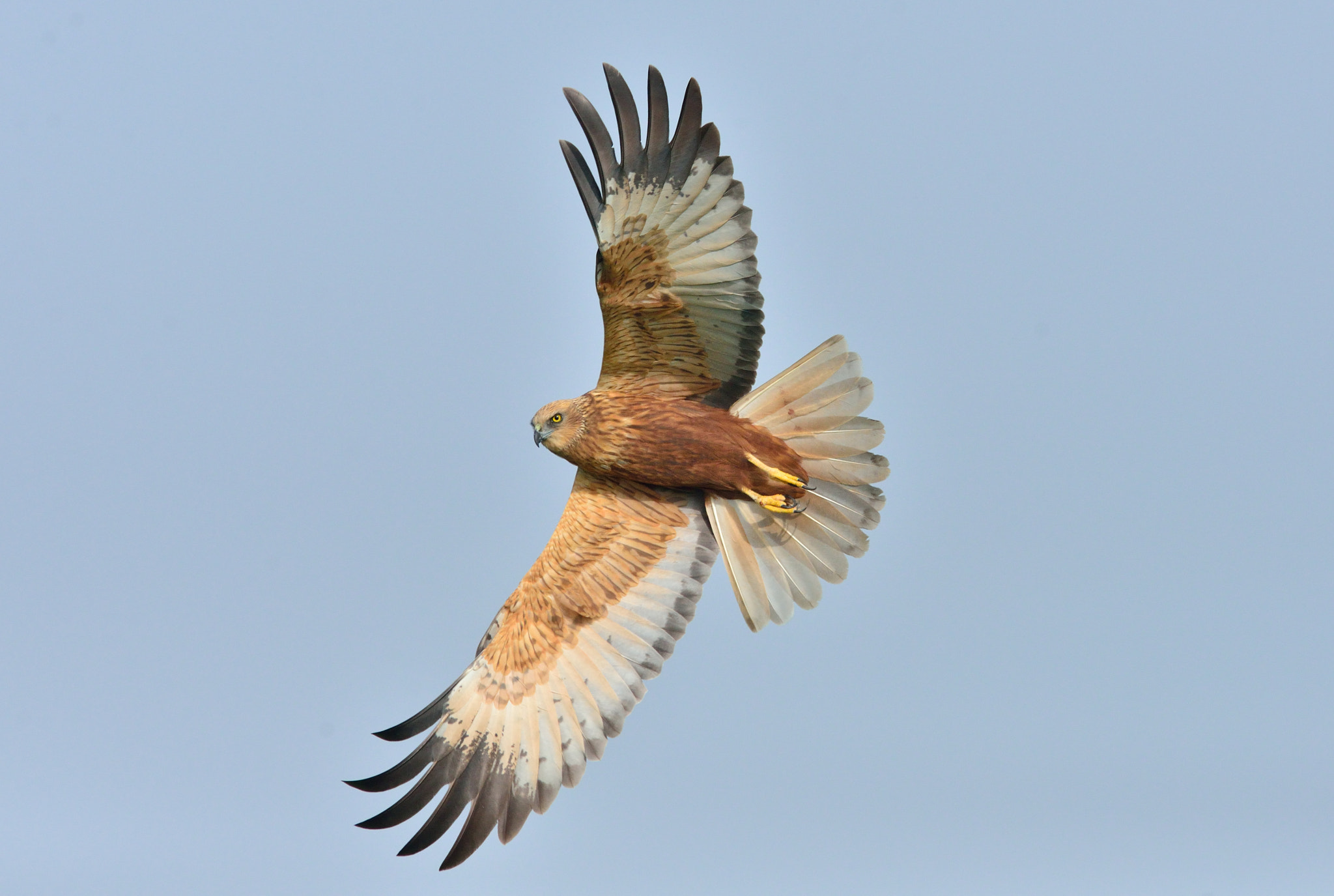 Nikon AF-S Nikkor 400mm F2.8D ED-IF II sample photo. Bruine kiekendief photography