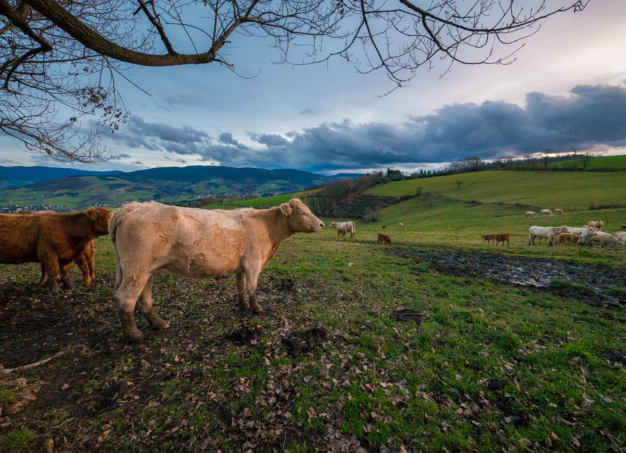 Panasonic Lumix DMC-G7 + Panasonic Lumix G Vario 7-14mm F4 ASPH sample photo. Vaches dans un pré photography