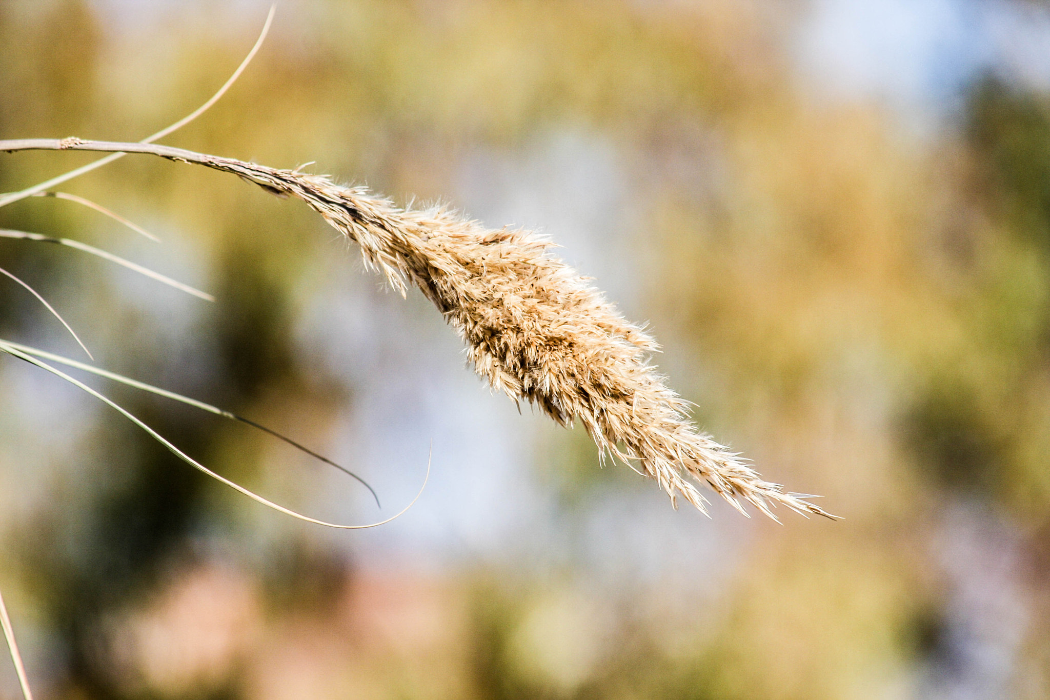 Canon EF 80-200mm F4.5-5.6 II sample photo. Flora photography