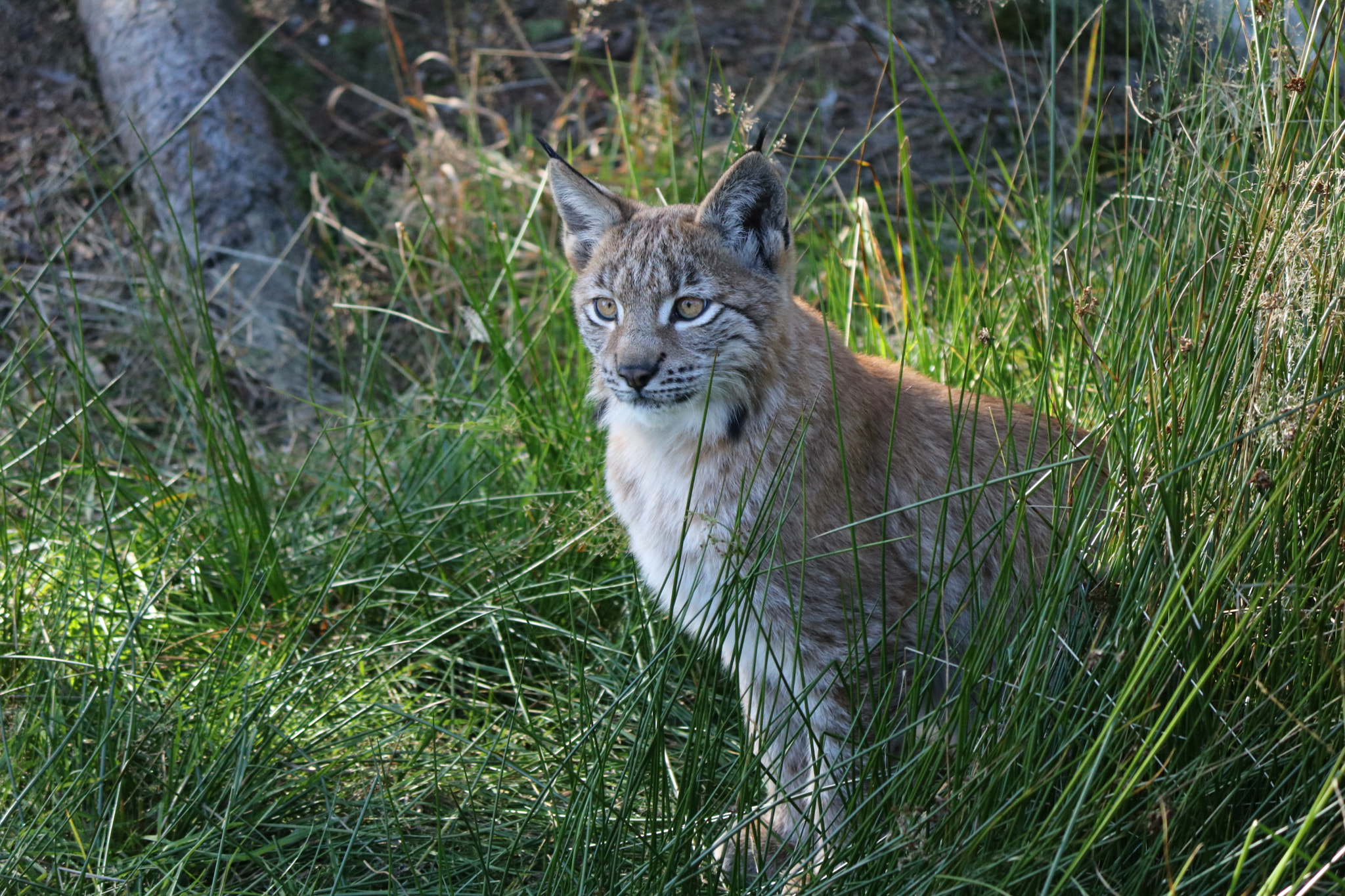 Canon EOS 760D (EOS Rebel T6s / EOS 8000D) sample photo. Der luchs photography