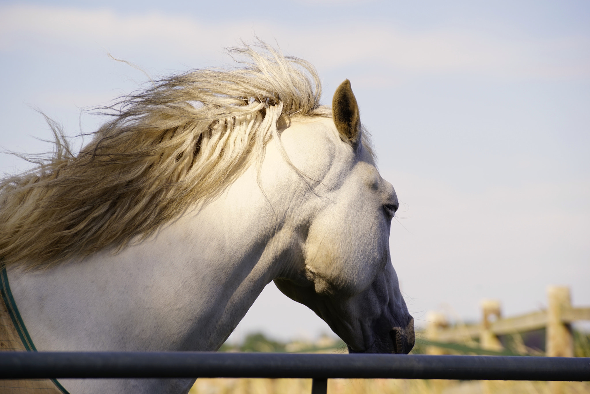 Sony a7R + Tamron SP 70-300mm F4-5.6 Di USD sample photo. Naunton a genial week photography