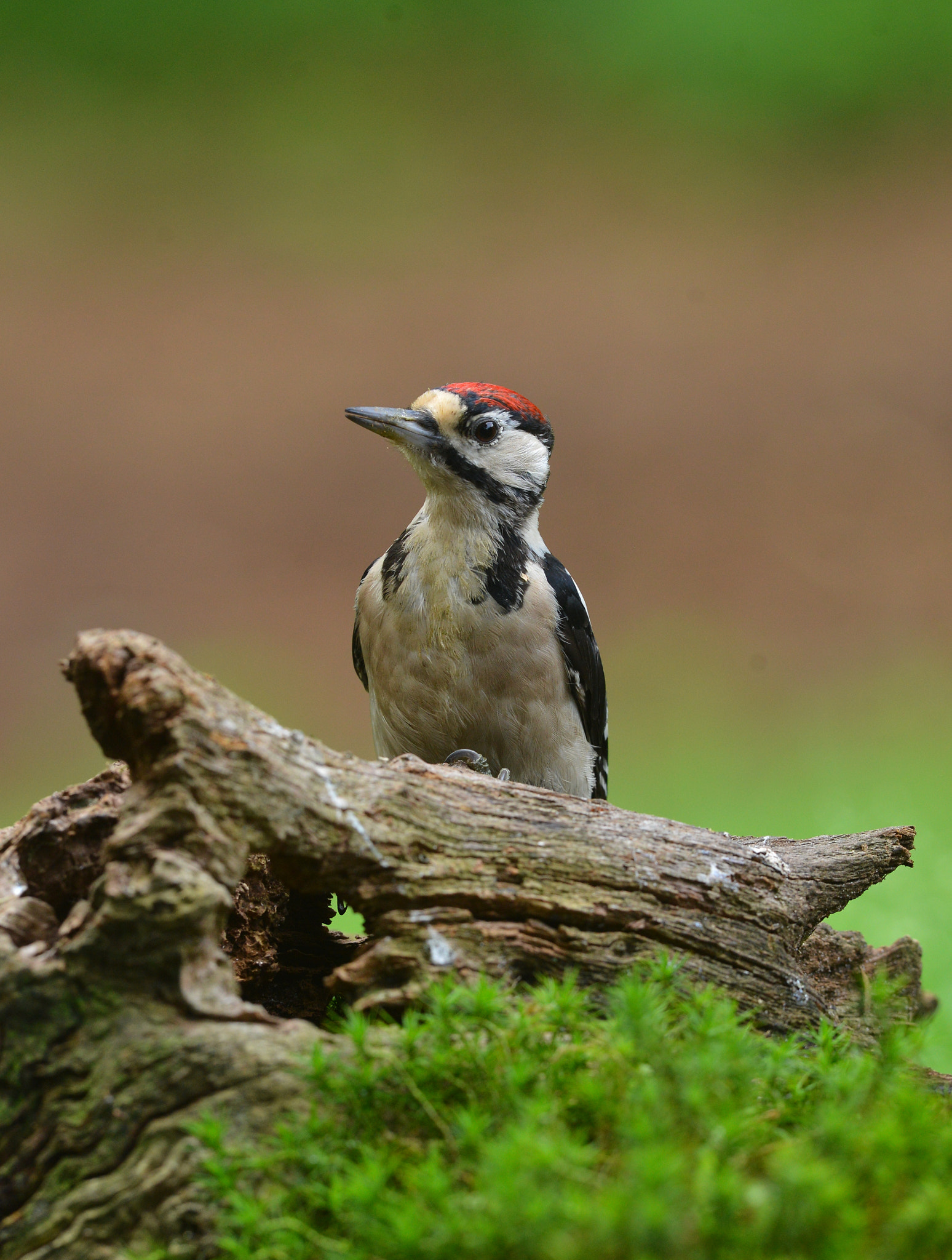 Nikon AF-S Nikkor 400mm F2.8D ED-IF II sample photo. Grote bonte specht photography