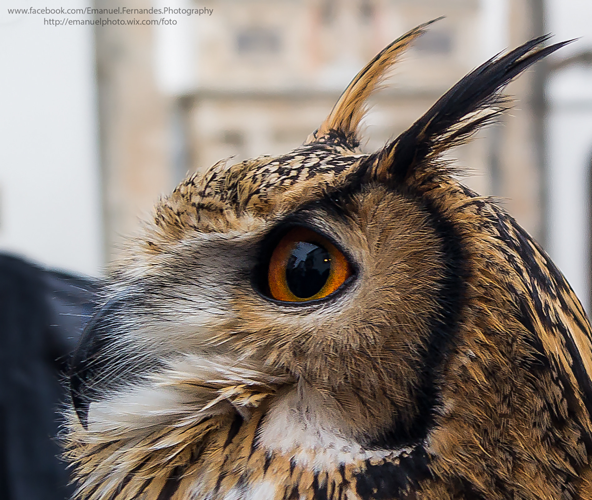 Sony Alpha DSLR-A580 sample photo. Nice eyes ! photography