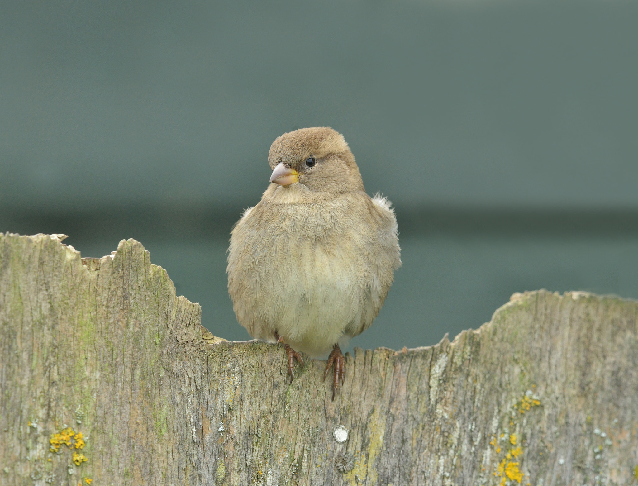 Nikon AF-S Nikkor 400mm F2.8D ED-IF II sample photo. Huismus photography