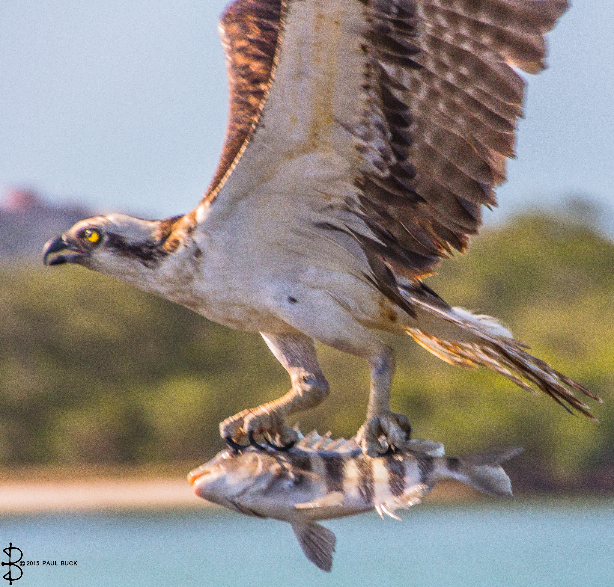 Canon EOS 650D (EOS Rebel T4i / EOS Kiss X6i) sample photo. Osprey flys past with catch in talons photography