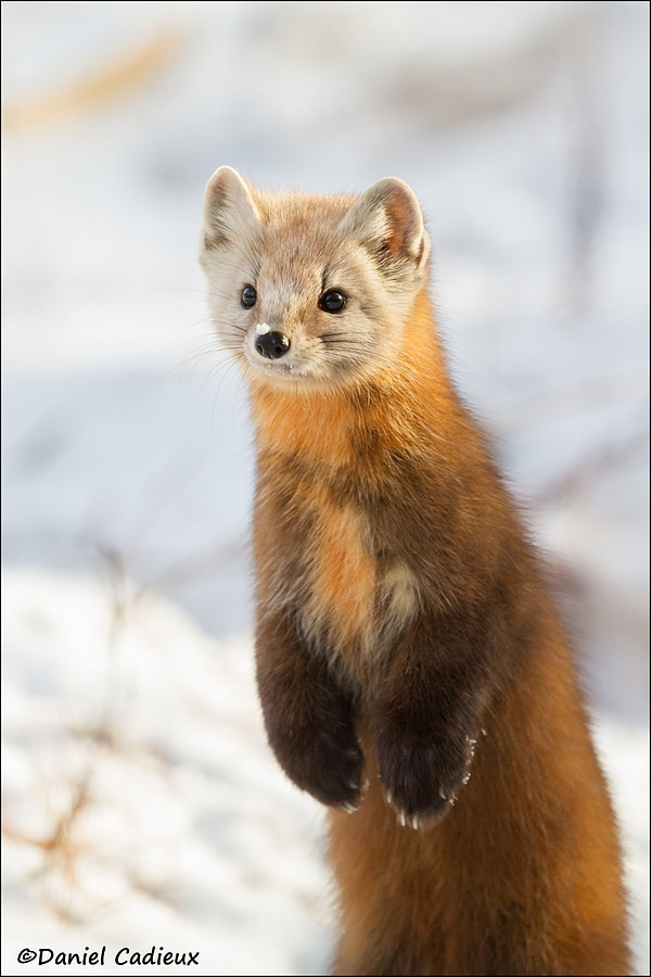 Canon EF 500mm F4L IS II USM sample photo. Pine marten being cute photography