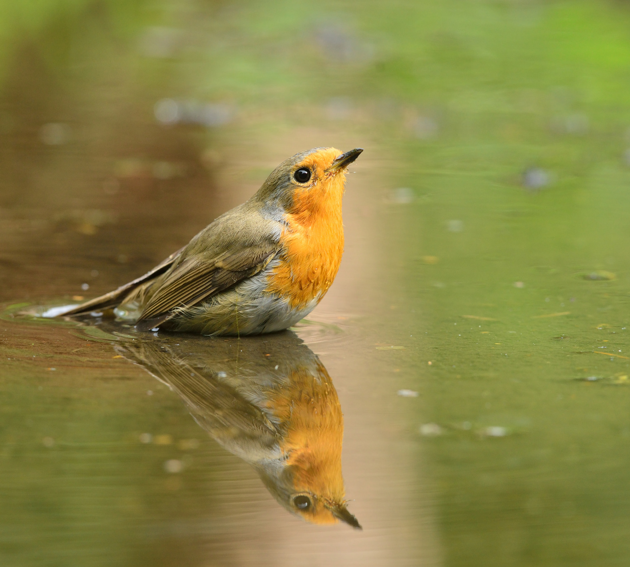 Nikon AF-S Nikkor 400mm F2.8D ED-IF II sample photo. Roodborst photography