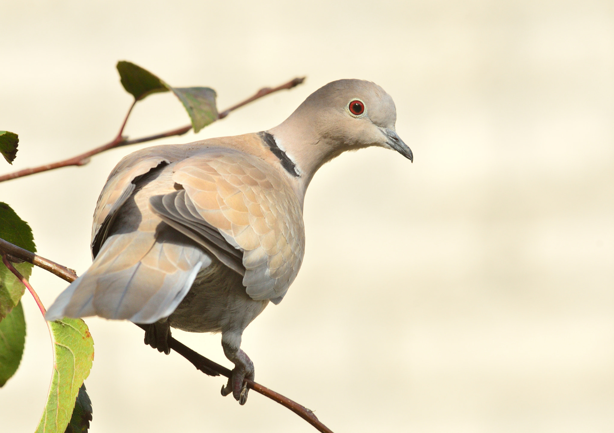 Nikon AF-S Nikkor 400mm F2.8D ED-IF II sample photo. Turkse tortel photography