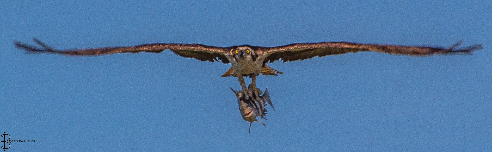Canon EOS 650D (EOS Rebel T4i / EOS Kiss X6i) + Tamron 18-270mm F3.5-6.3 Di II VC PZD sample photo. Osprey with catch head on view. photography