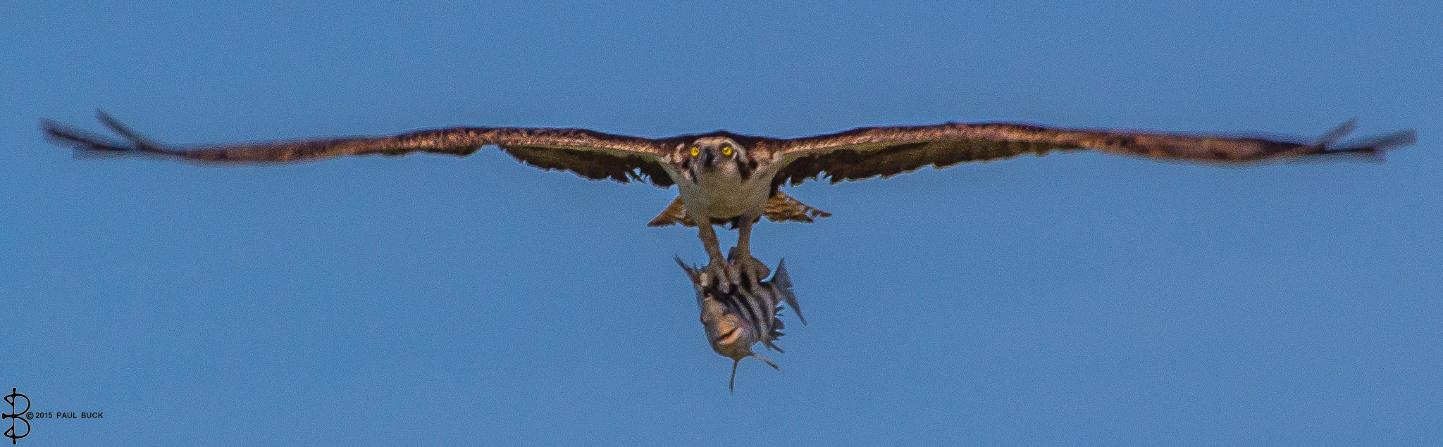 Canon EOS 650D (EOS Rebel T4i / EOS Kiss X6i) sample photo. Osprey with catch head on view. photography