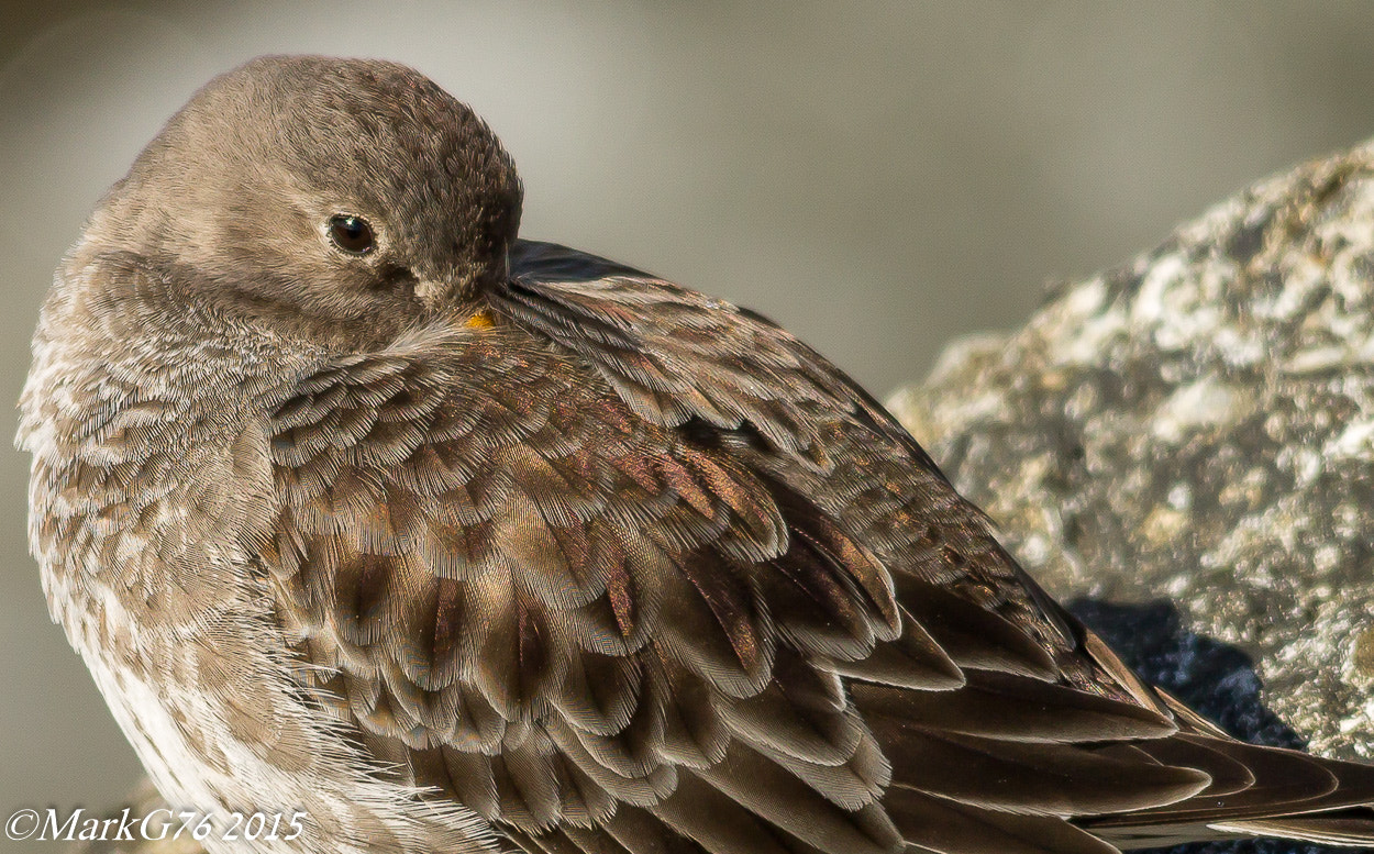 Sigma 150-500mm F5-6.3 DG OS HSM sample photo. Time for a snooze photography