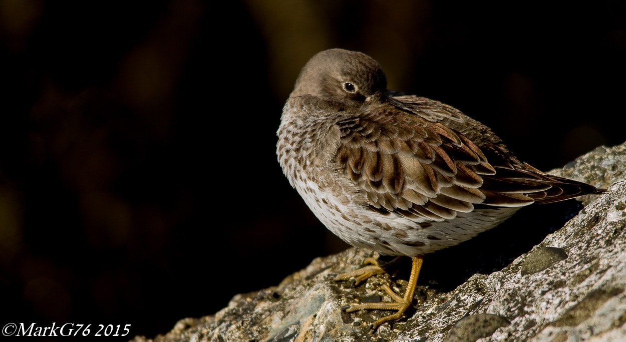 Sigma 150-500mm F5-6.3 DG OS HSM sample photo. Sleepy sandpiper photography
