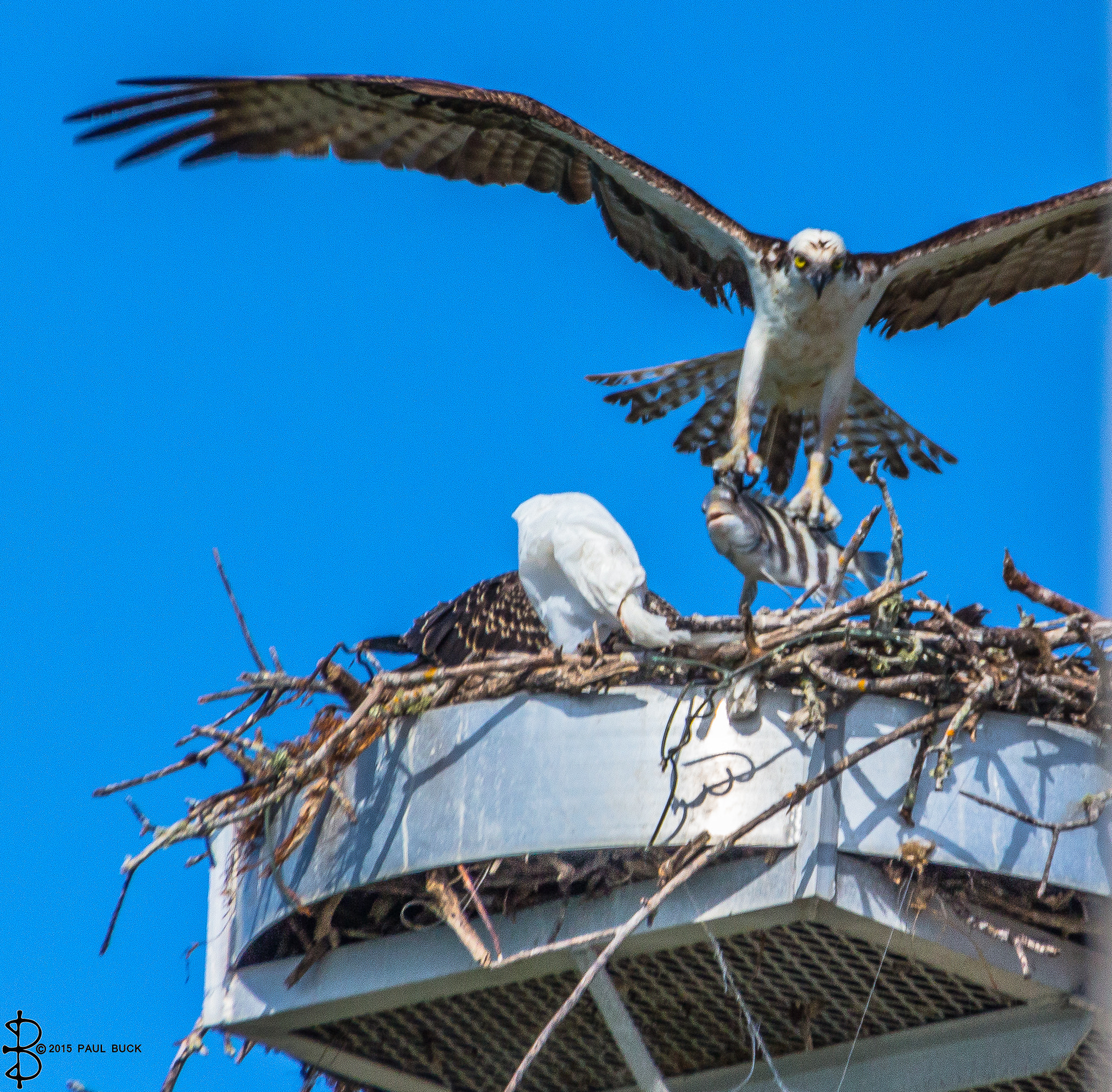 Canon EOS 650D (EOS Rebel T4i / EOS Kiss X6i) sample photo. Osprey returns to nest with food for young. photography