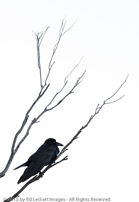 Canon EF 100-400mm F4.5-5.6L IS II USM sample photo. Tasmanian raven on branch, freycinet national park, tasmania, australia photography