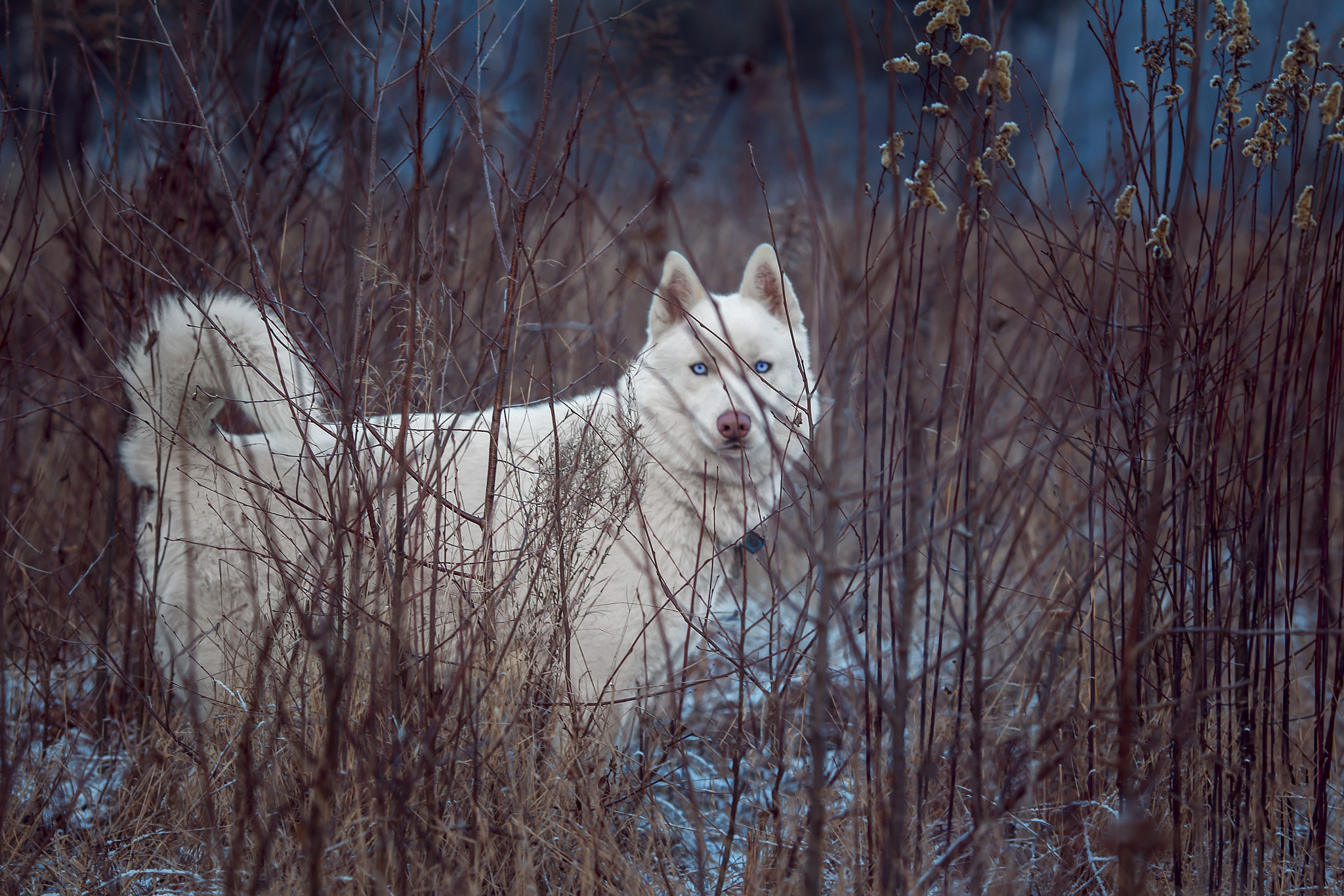Canon EOS 100D (EOS Rebel SL1 / EOS Kiss X7) + Canon EF 135mm F2L USM sample photo. I saw a white wolf photography