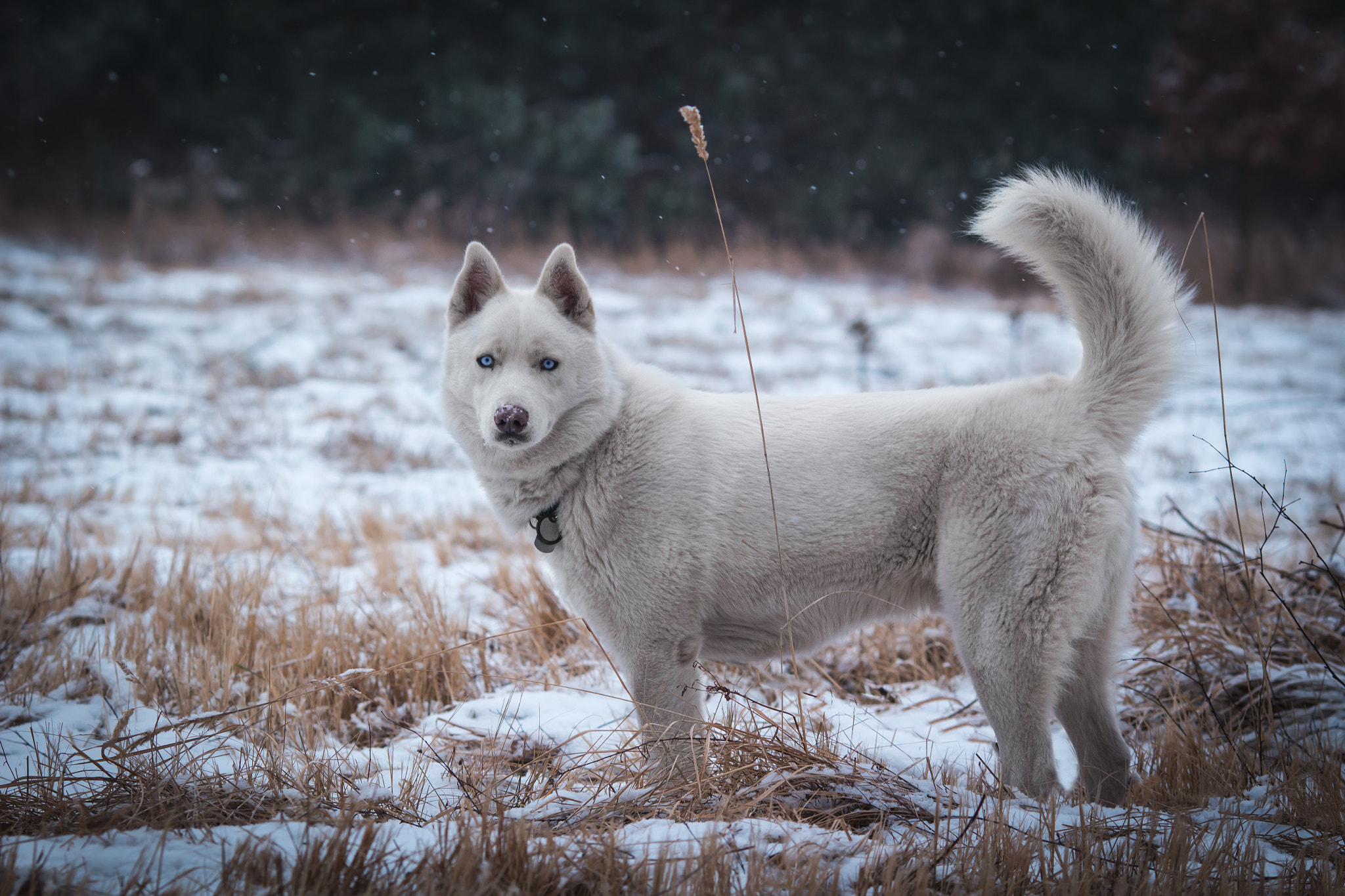 Canon EOS 100D (EOS Rebel SL1 / EOS Kiss X7) + Canon EF 135mm F2L USM sample photo. A bit like a fairy tale photography