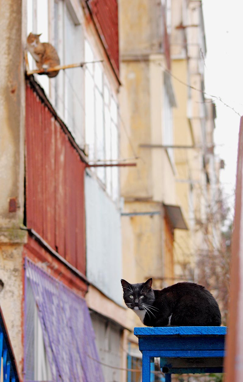 Sigma 70-300mm F4-5.6 APO DG Macro sample photo. Yalta cats / Ялтинские коты photography