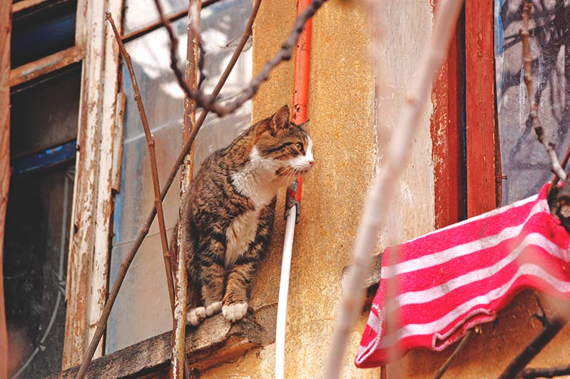 Sigma 70-300mm F4-5.6 APO DG Macro sample photo. Yalta cats / Ялтинские коты photography
