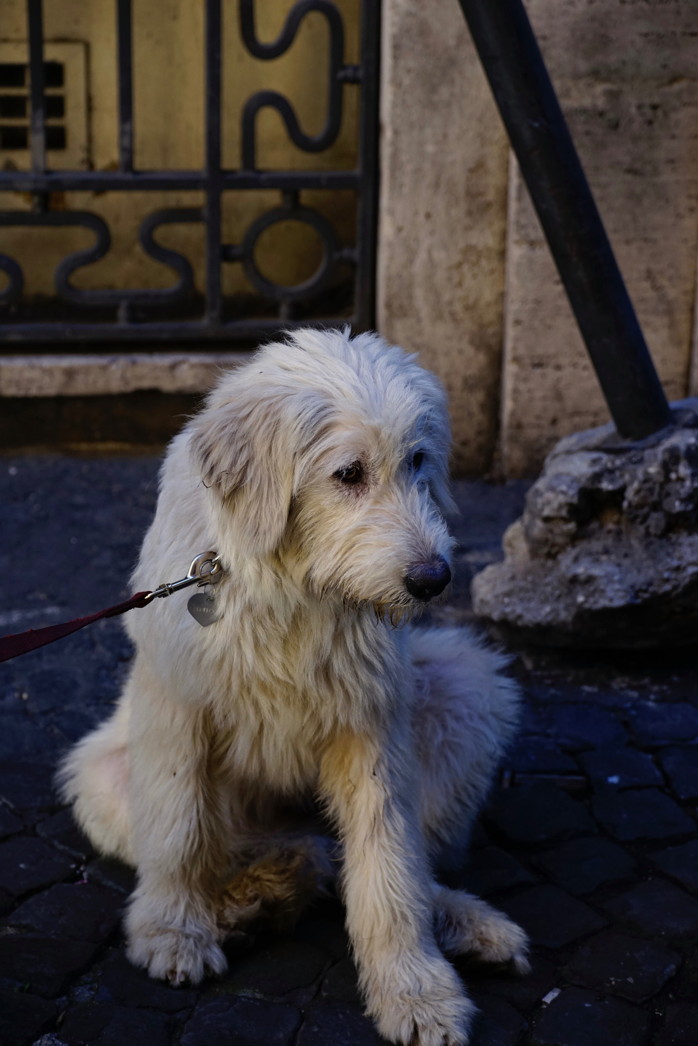 Sony 70-300mm F4.5-5.6 G SSM sample photo. Roma... waiting ... our best friend photography