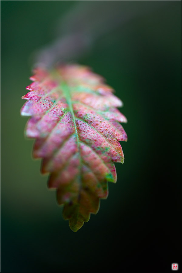 Samsung NX300 + Samsung NX 60mm F2.8 Macro ED OIS SSA sample photo. 울고~싶어라 photography