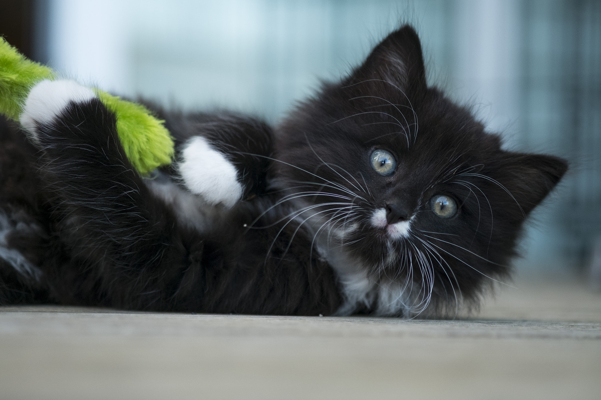 Fujifilm X-M1 + Fujifilm XF 60mm F2.4 R Macro sample photo. Kittens at play photography