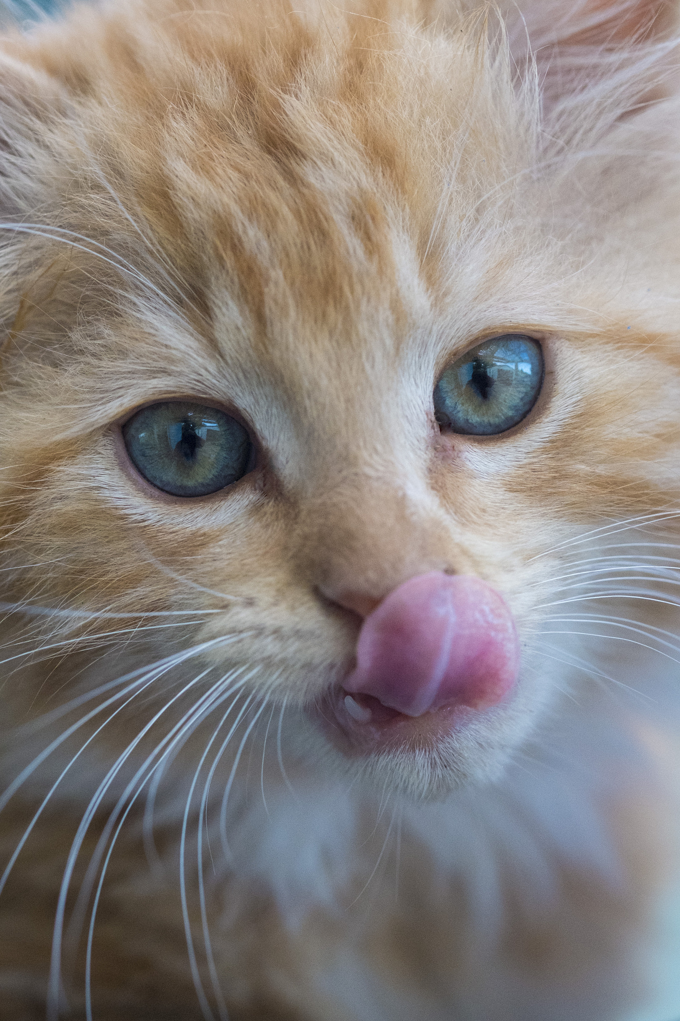 Fujifilm X-M1 + Fujifilm XF 60mm F2.4 R Macro sample photo. Kittens at play photography