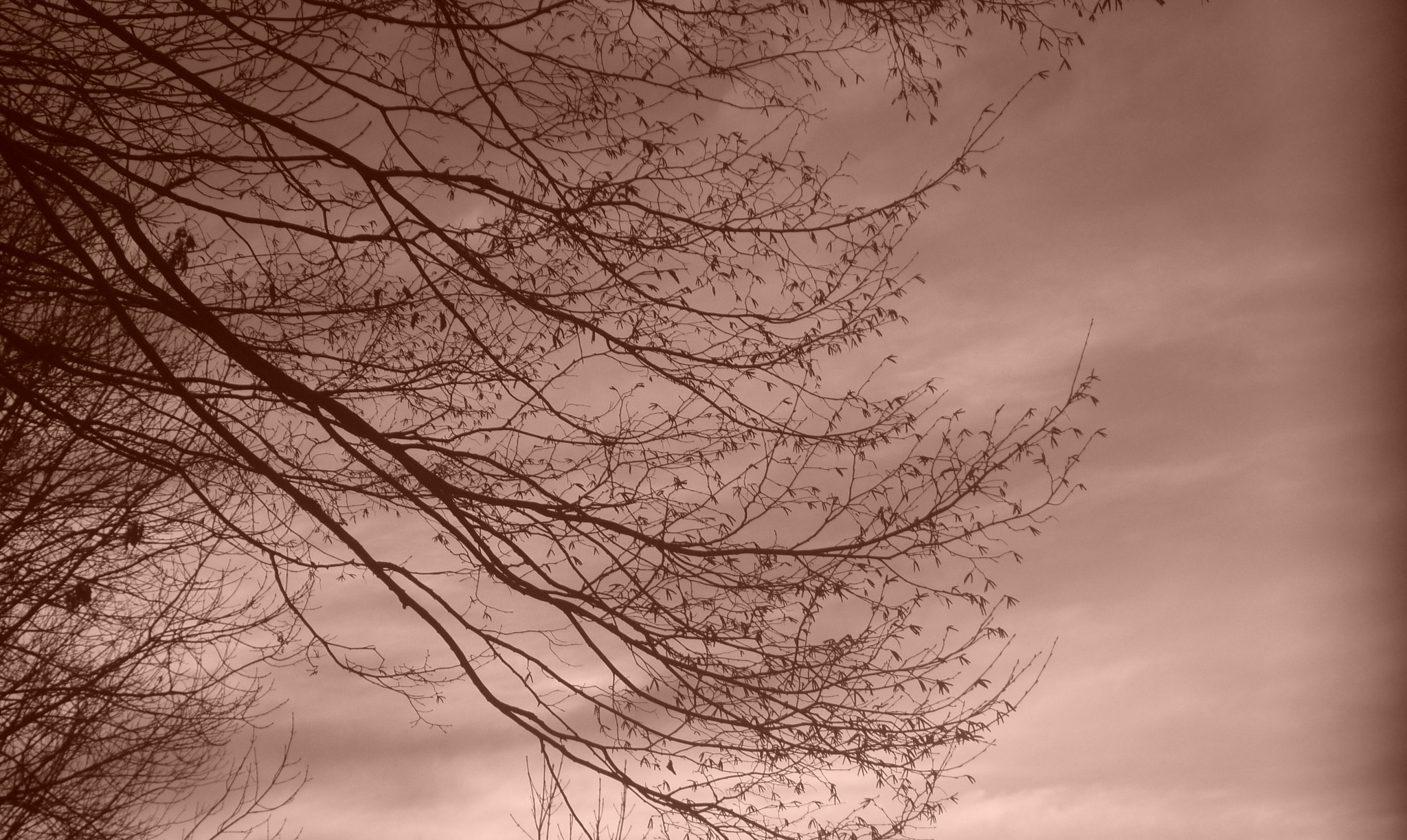 Panasonic DMC-FS62 sample photo. Trees and sky photography