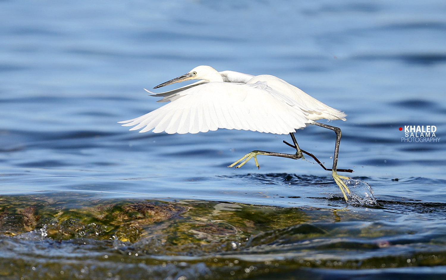 Canon EF 400mm F2.8L IS USM sample photo. E.k photography